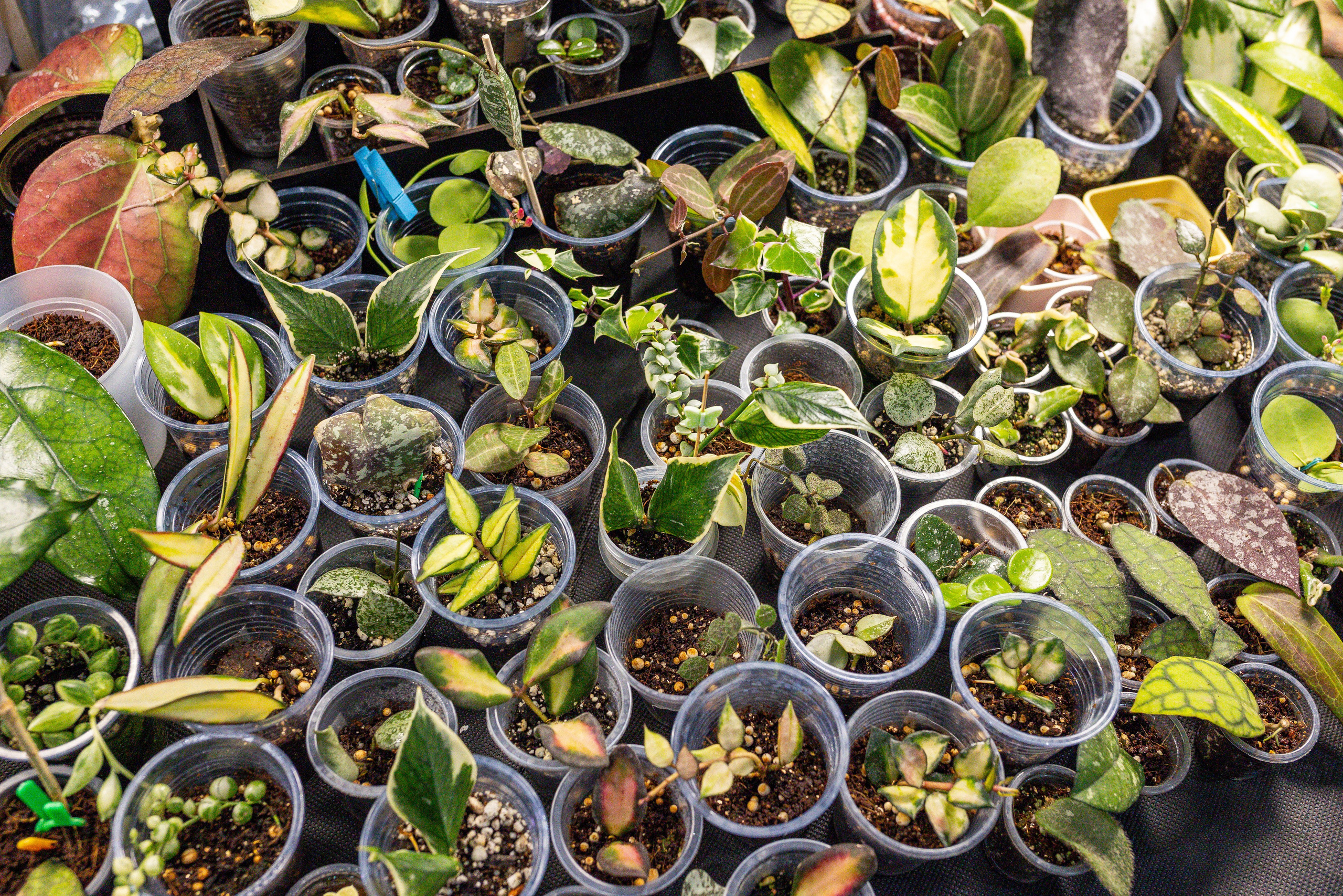 Монстериум апрель 2025. Александра Куликова фотограф, Москва