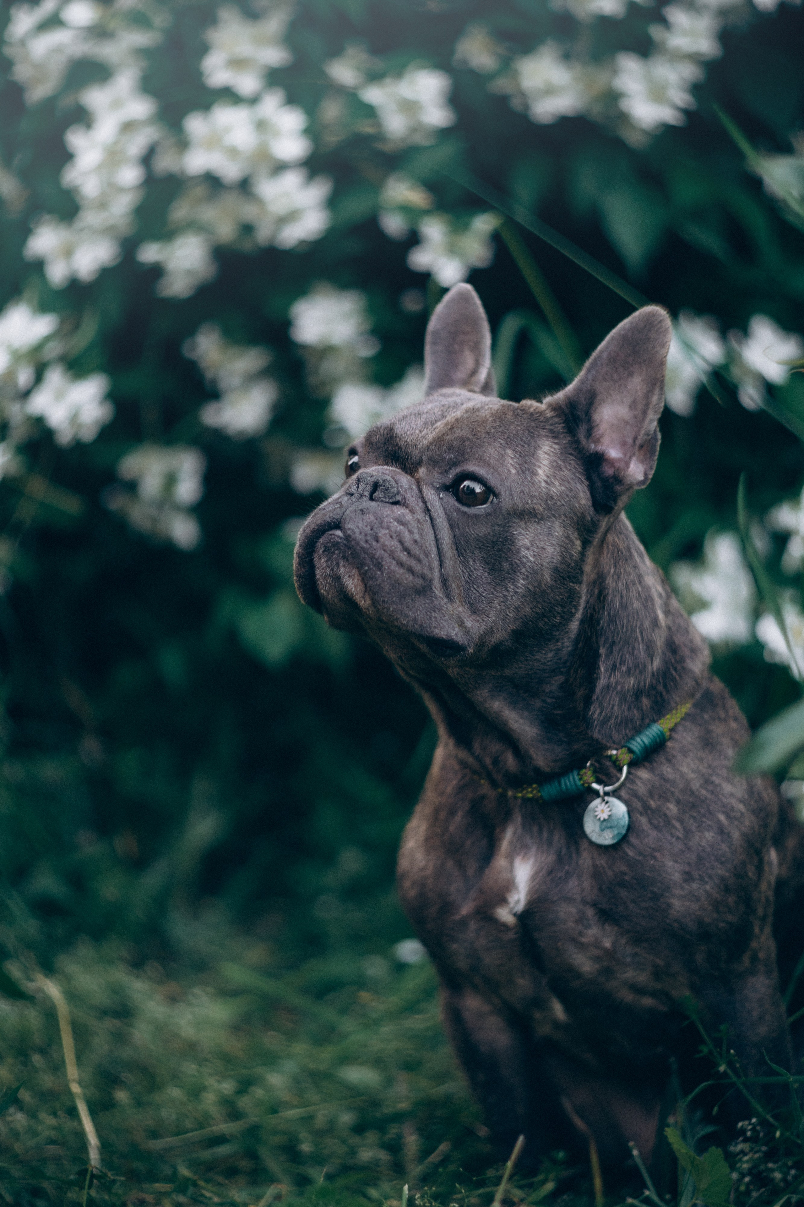 Аня и Чак. Фотограф анималист в Москве и Санкт-Петербурге Свиридова Анна