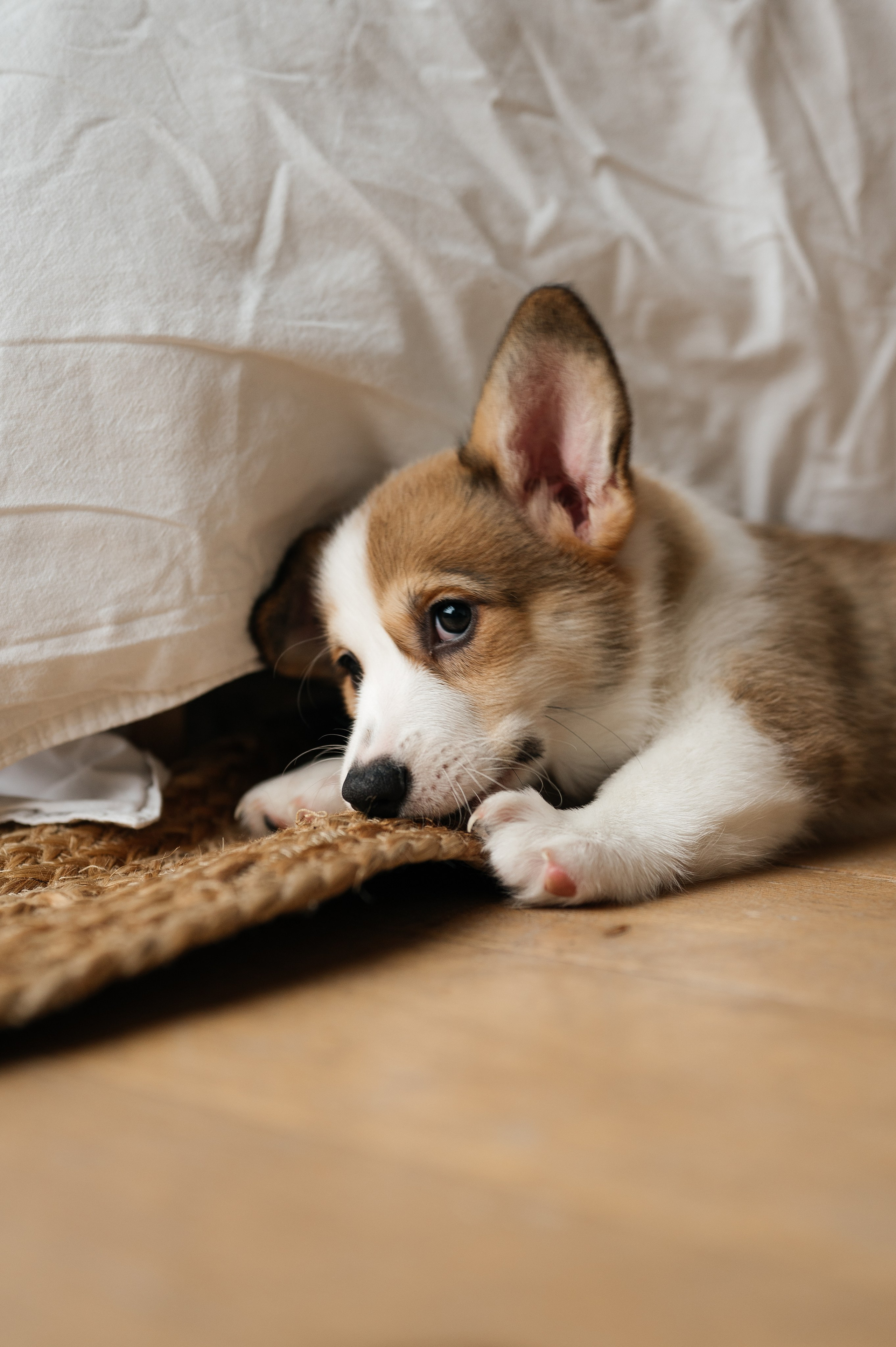 Миша, Маша и Боня. Свадебный и семейный фотограф в Краснодаре Алина Мельник