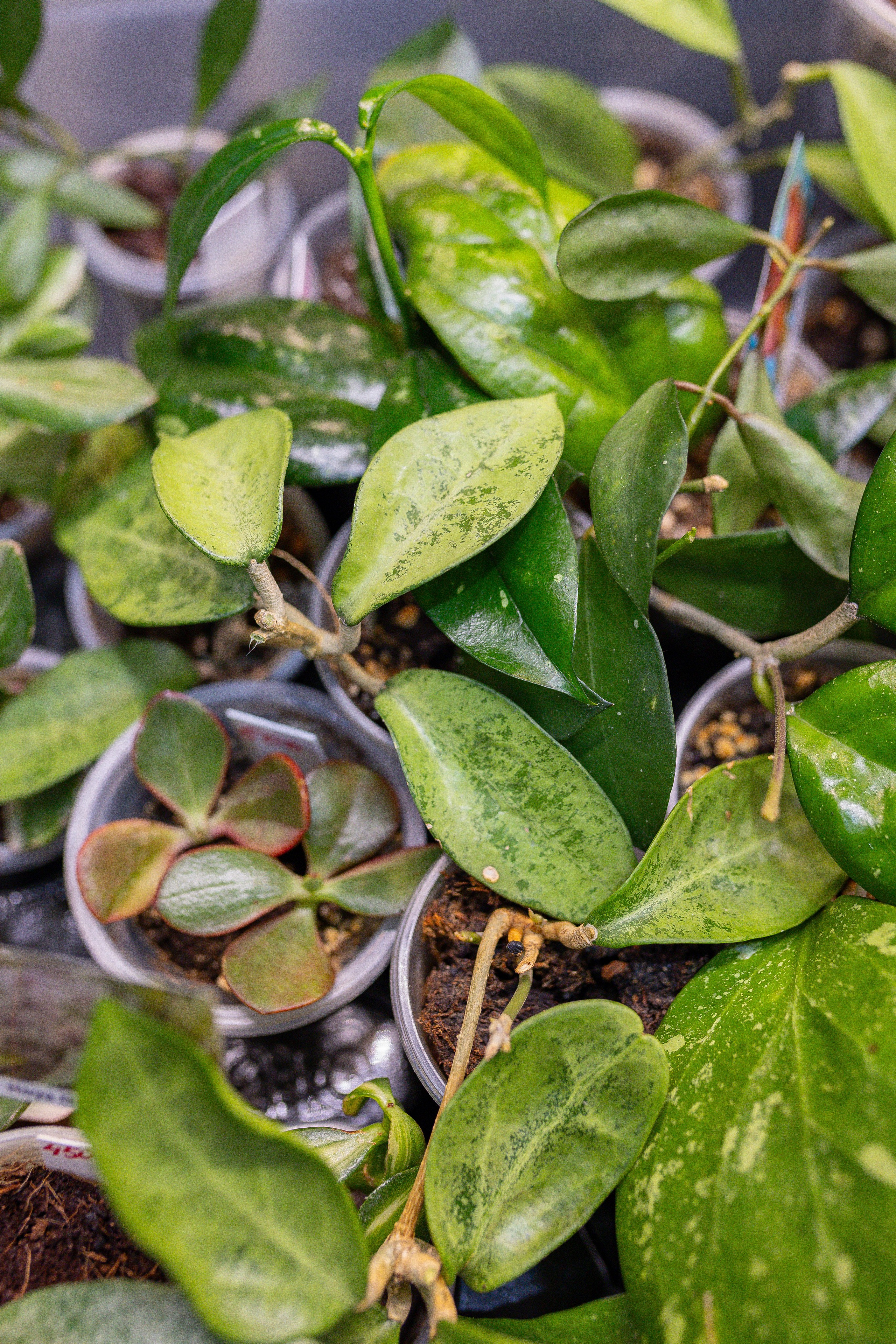 Орхидиум 12.2025. Александра Куликова фотограф, Москва