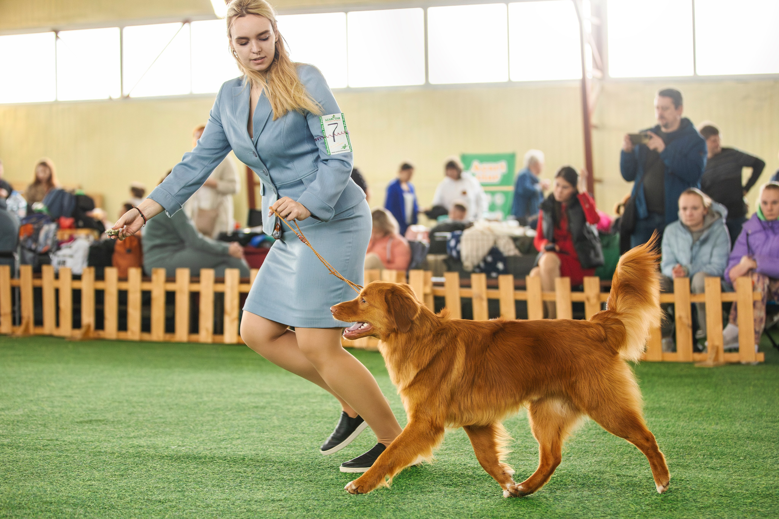 Толлер Орландо (Выставка). Фотограф анималист в Москве Майорова Евгения