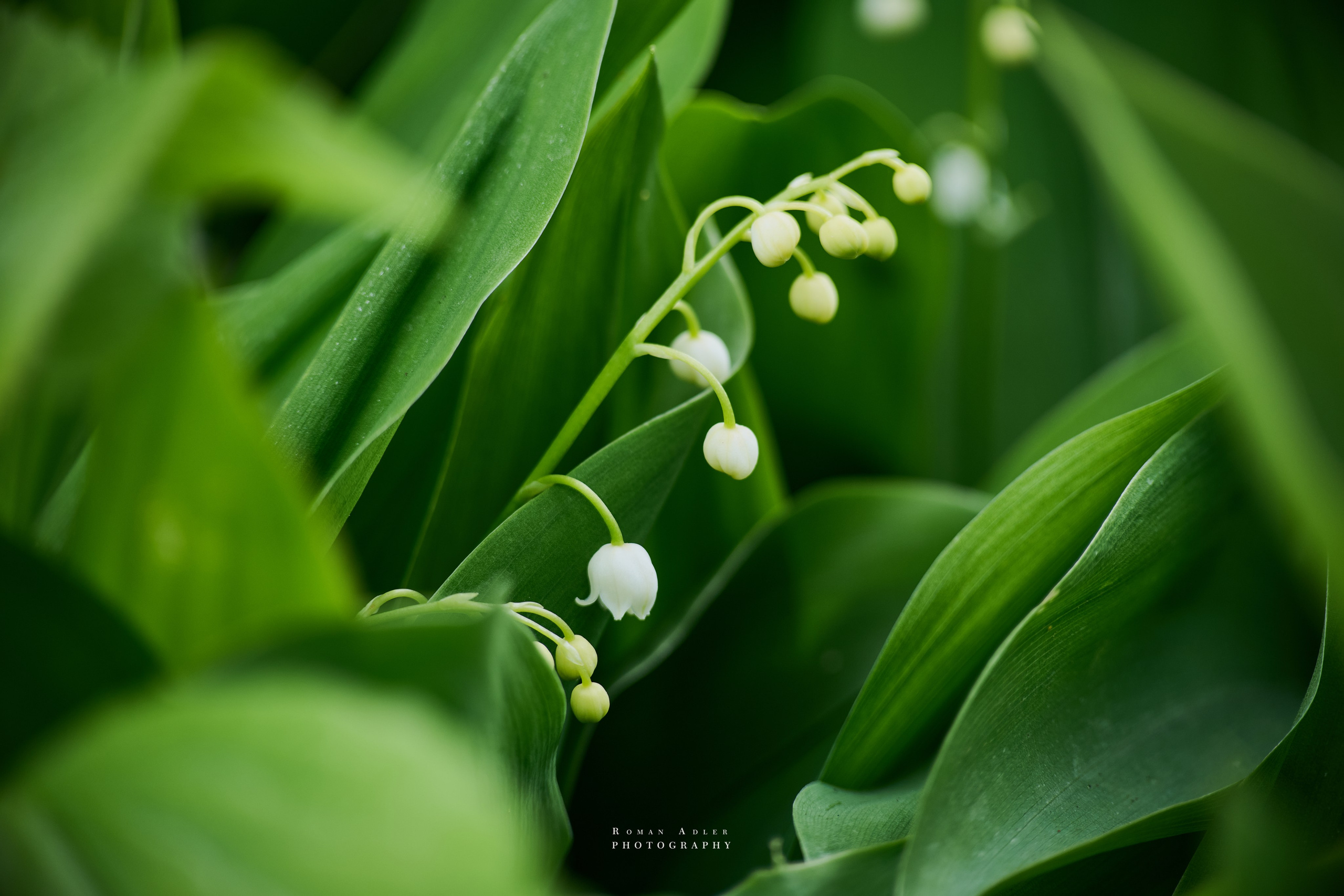 фото ландышей. ландыши фото. Фотограф роман Адлер