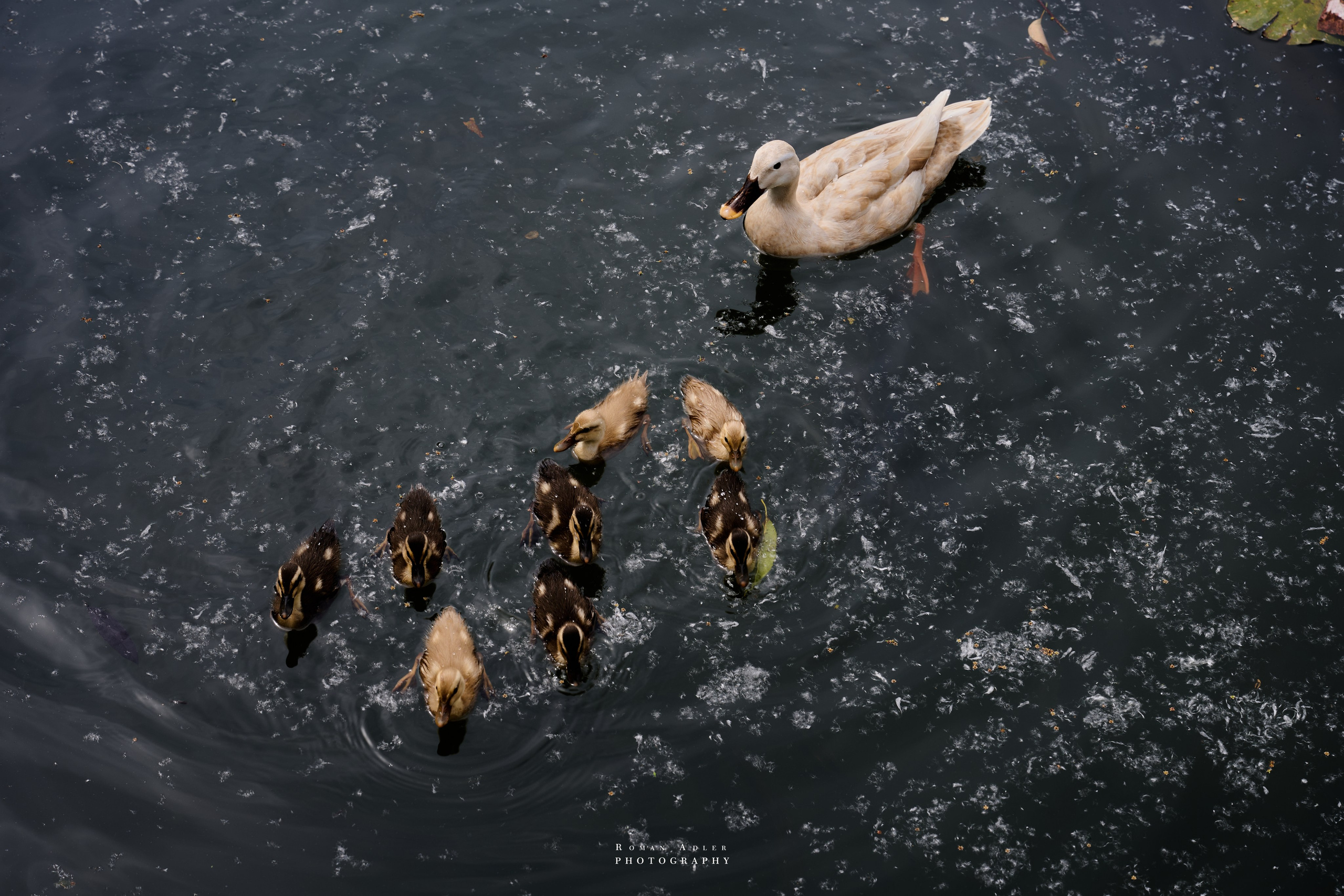 Ханчжоу. Дыхание города. Photographer Roman Adler