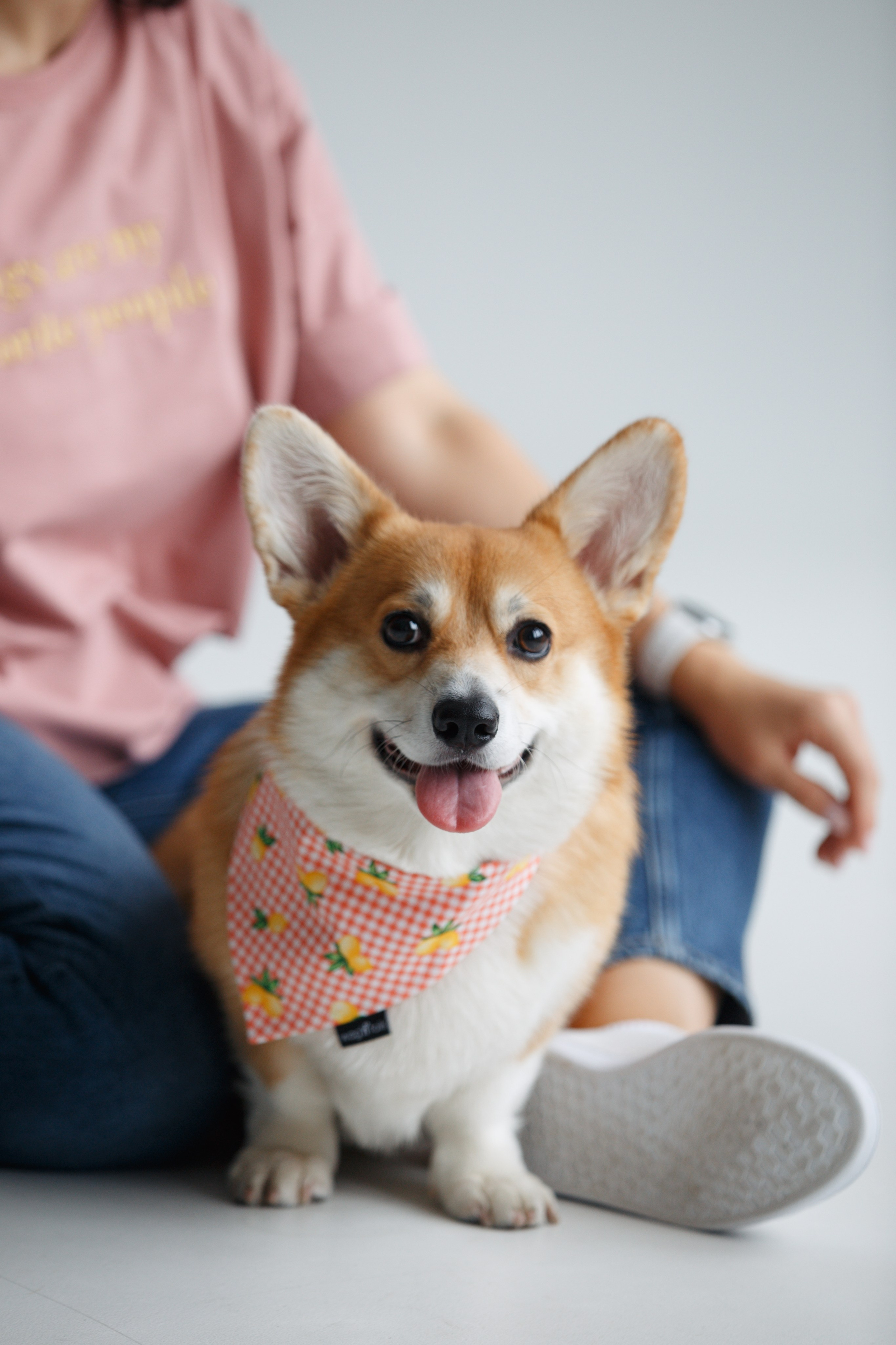 Wag'n'tails аксессуары для животных. Фотограф анималист Кристина Карпова, Москва