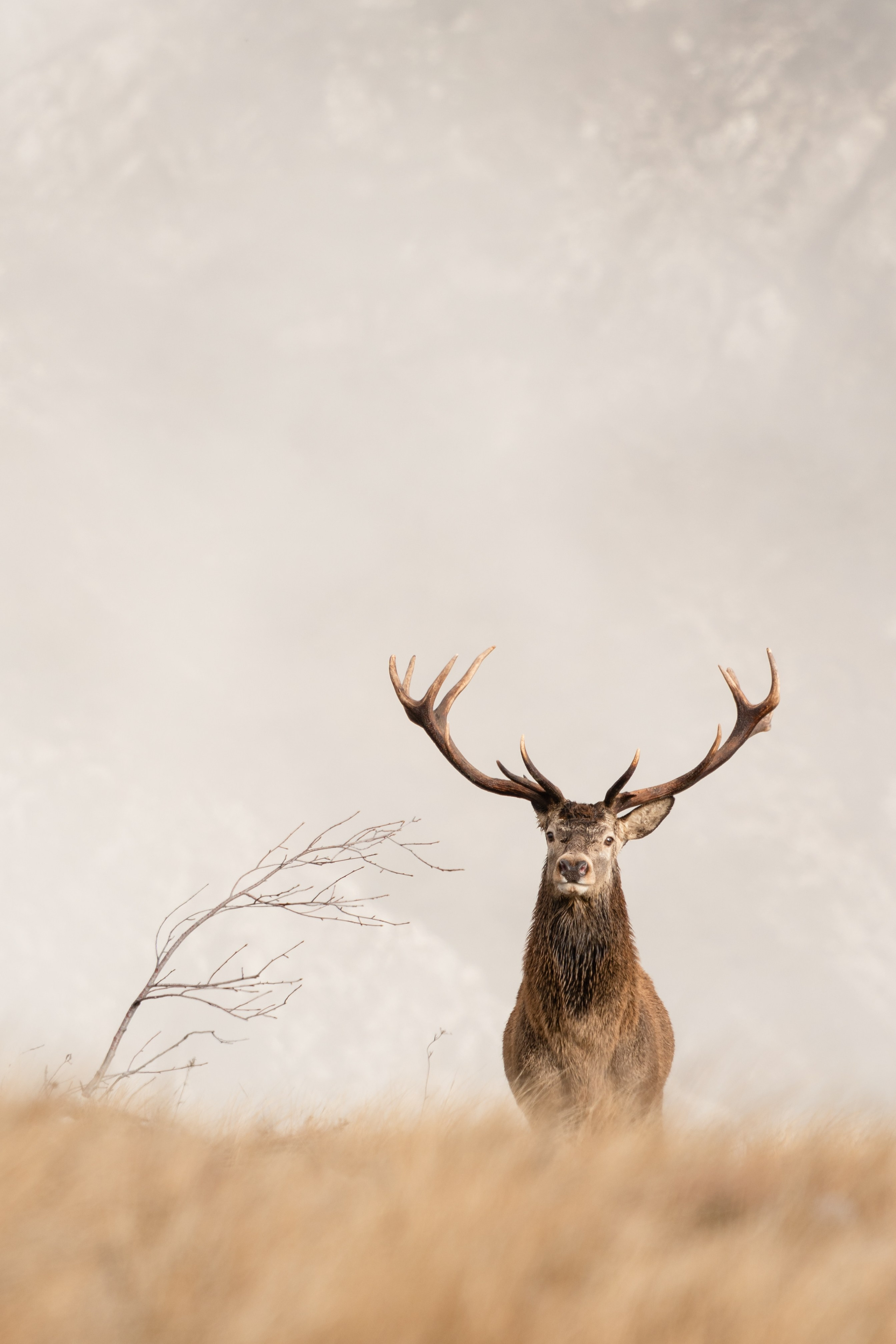 Фотосъемка животных и птиц. Интерьерный и архитектурный фотограф в Москве Панова Ольга