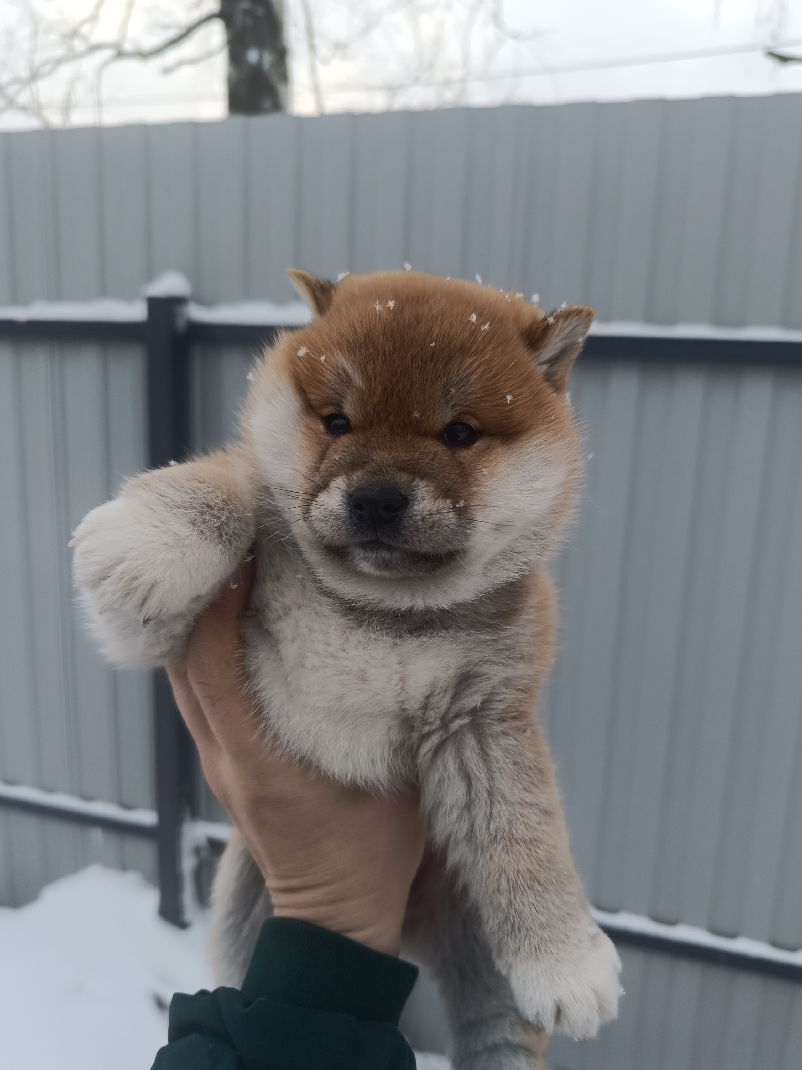 сиба питомник Рубилайт щенки на продажу rubylight  сиба щенки купить СПб Санкт-Петербург 