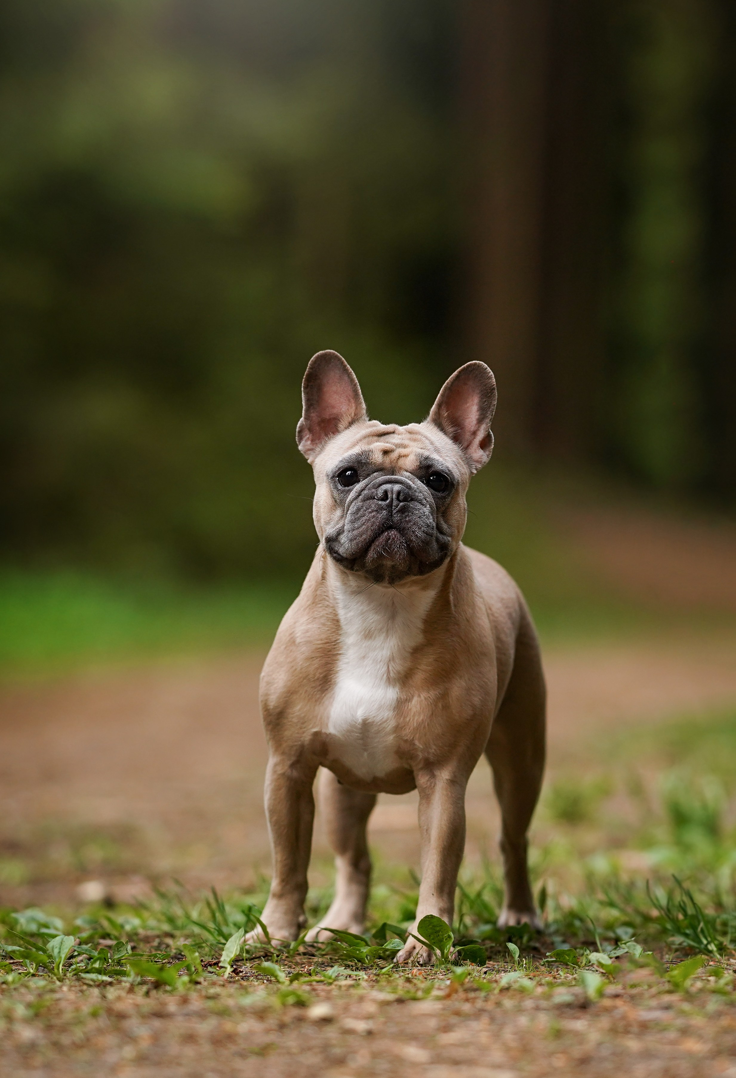Юлия Петя и Моника. Фотограф-анималист в Санкт-Петербурге Яна Мартынова