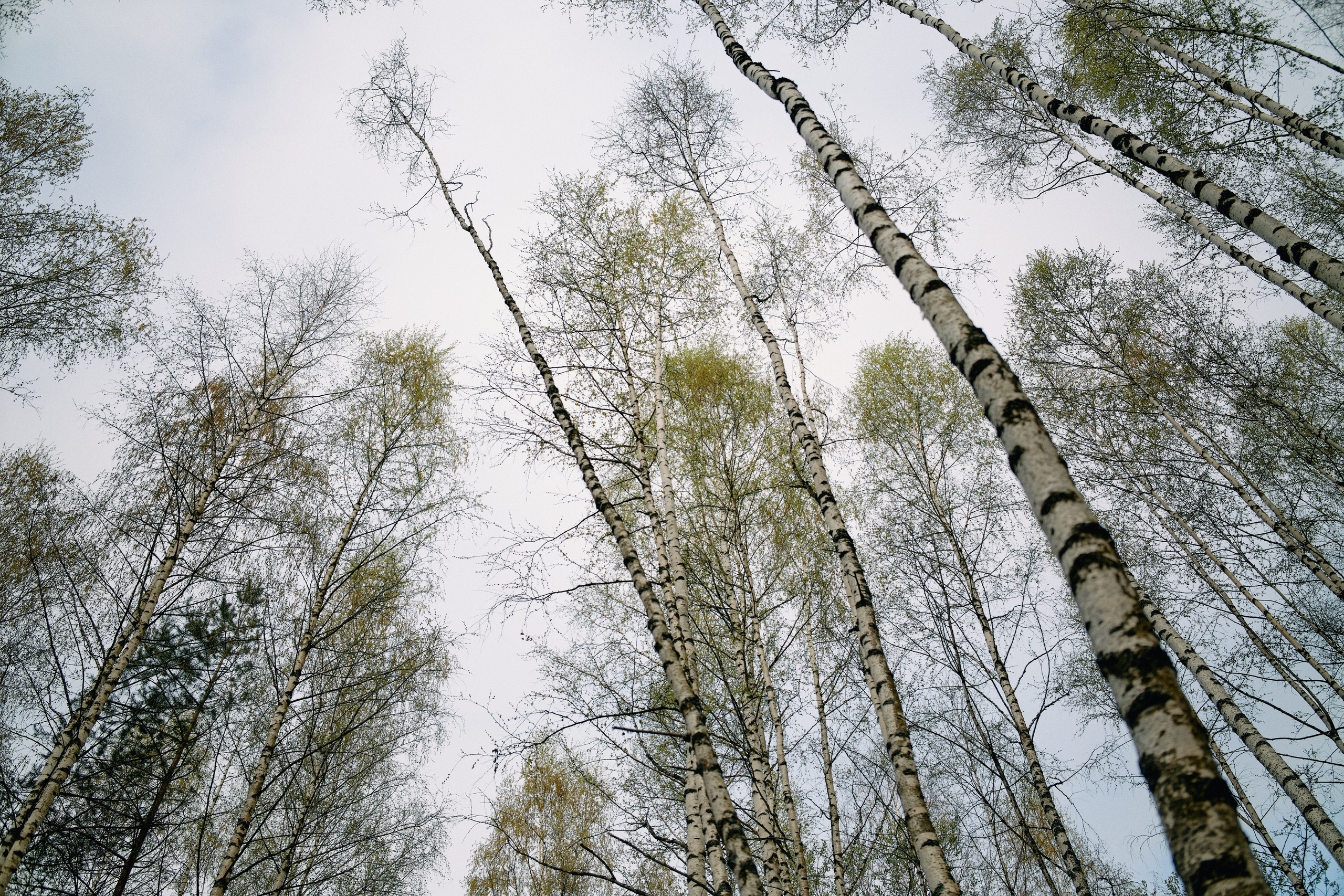 Бутик-отель Поле летом. Профессиональный Фотограф во Владимире, в Москве и в Суздале — Полина Романычева