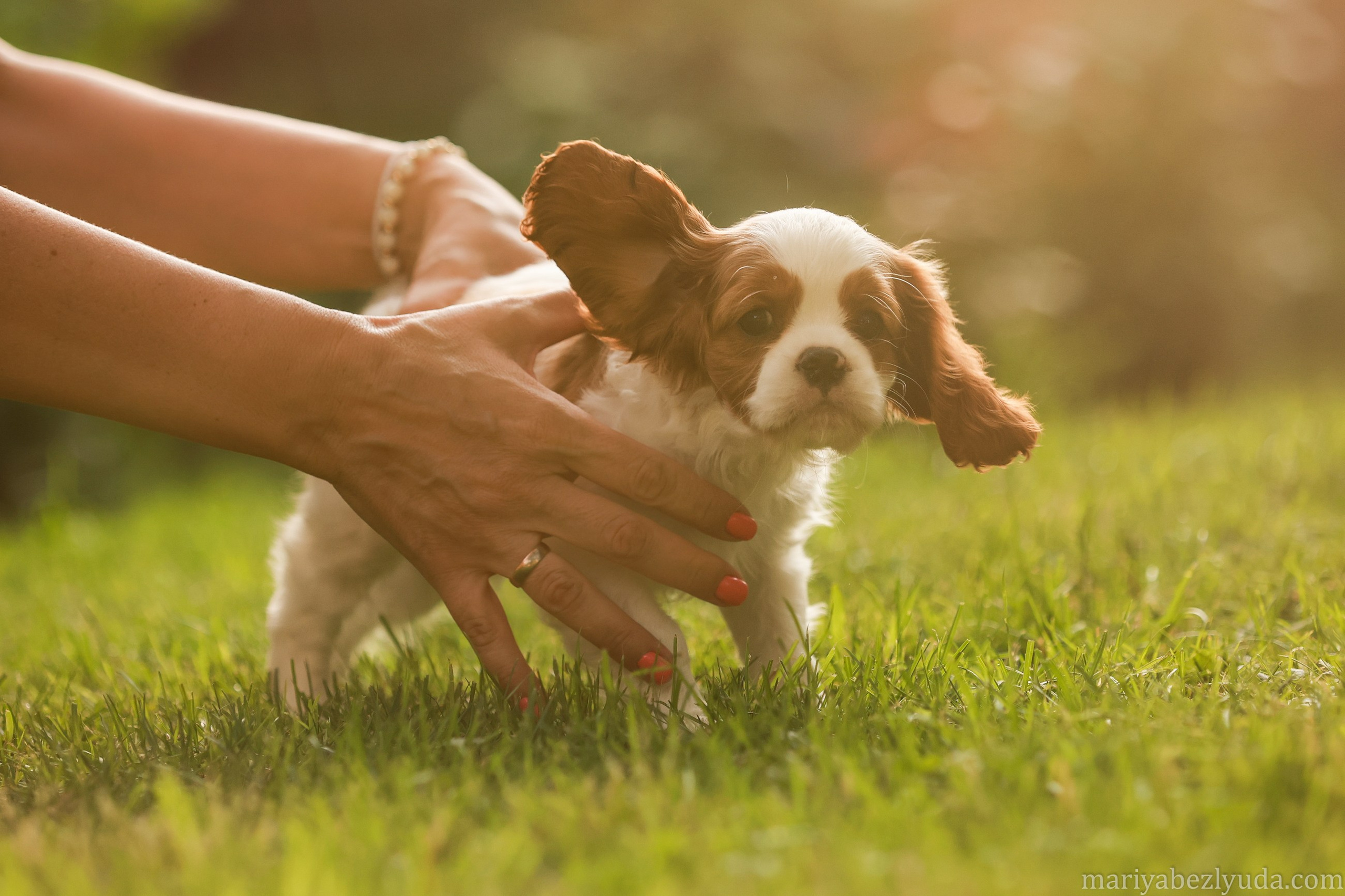 Щенки. Семейный и детский фотограф в Москве Мария Быкова