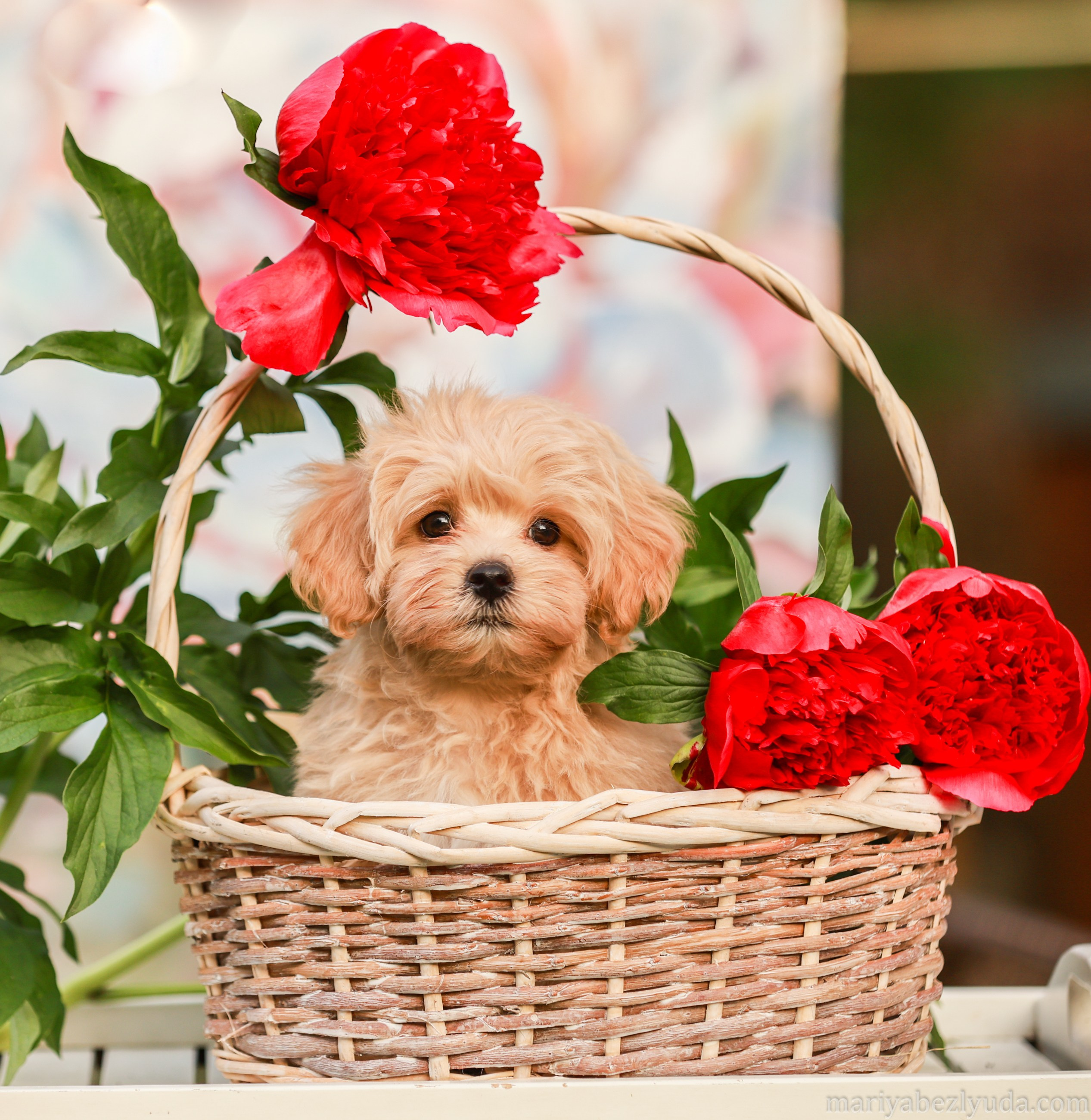 Щенки. Семейный и детский фотограф в Москве Мария Быкова