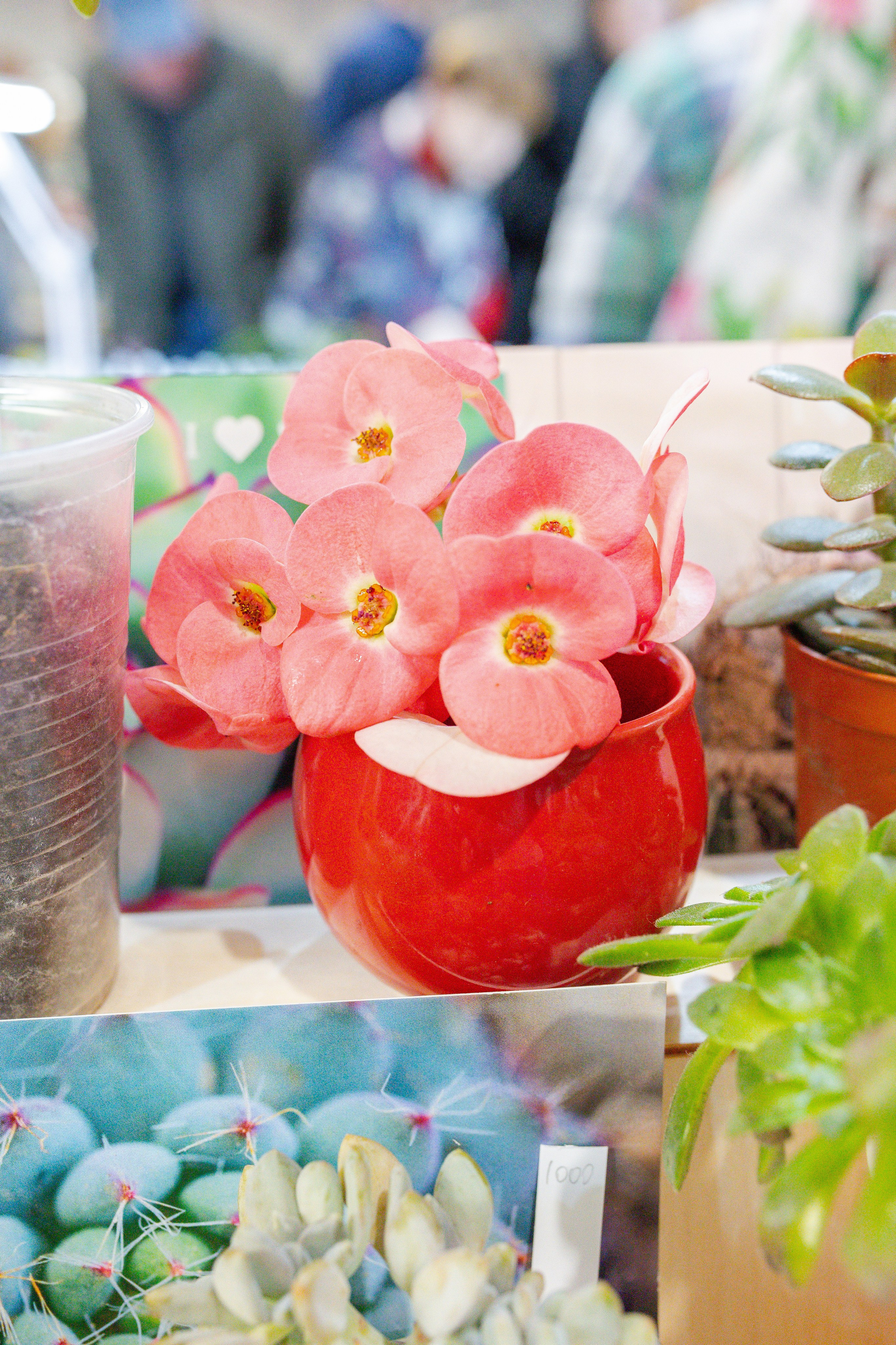 Кактус Фест. Александра Куликова фотограф, Москва