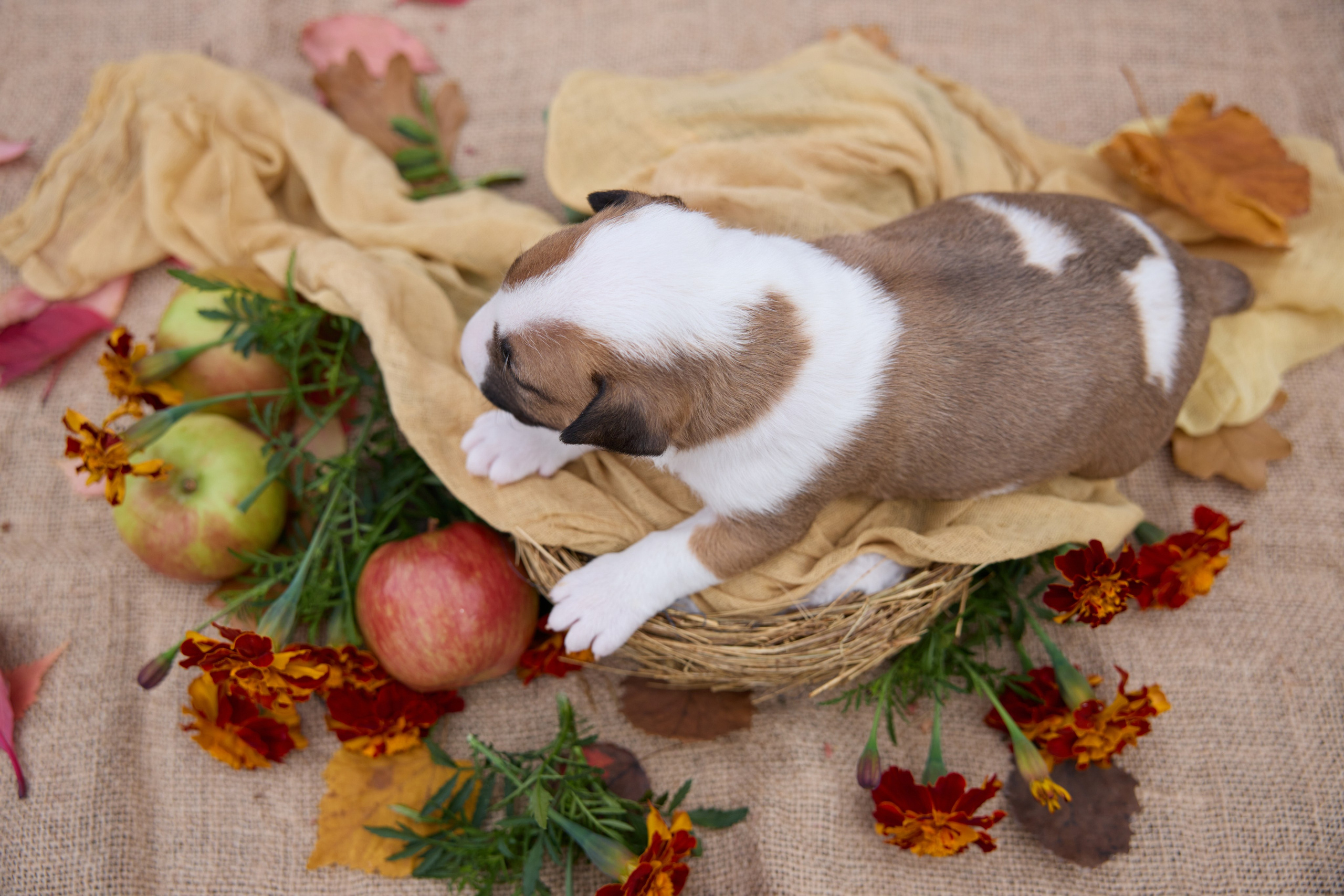 Щенки и котята на улице. Фотограф анималист в Казани Алина Сулейманова. Фотограф животных