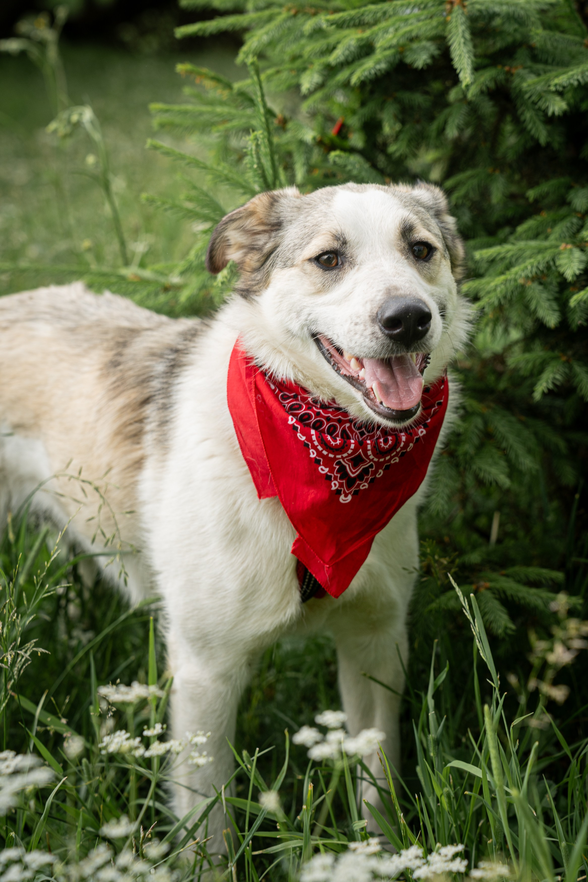 Анимализм. Портретный фотограф Олеся Владимирова в Москве