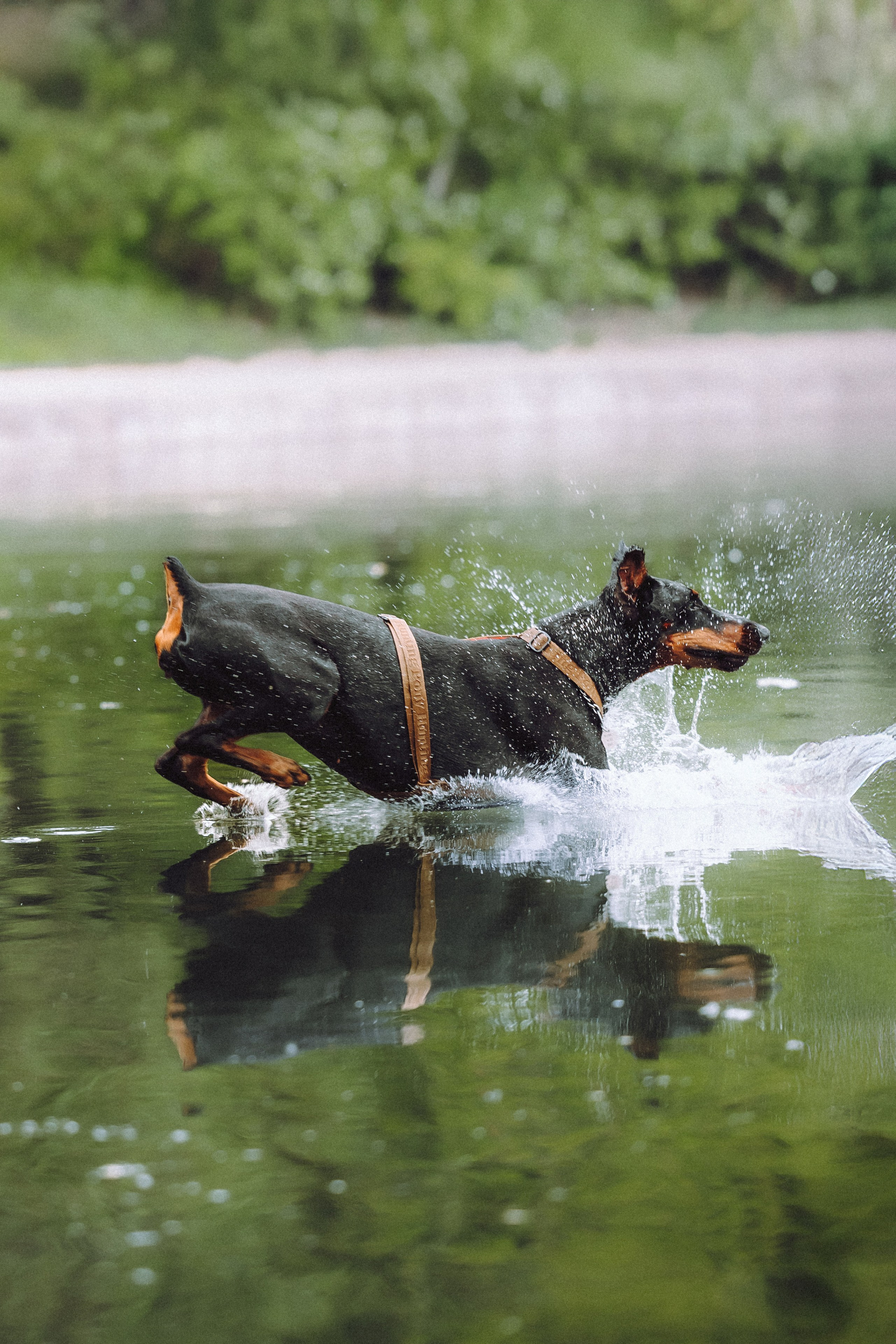 Паша, Хайди и Тея