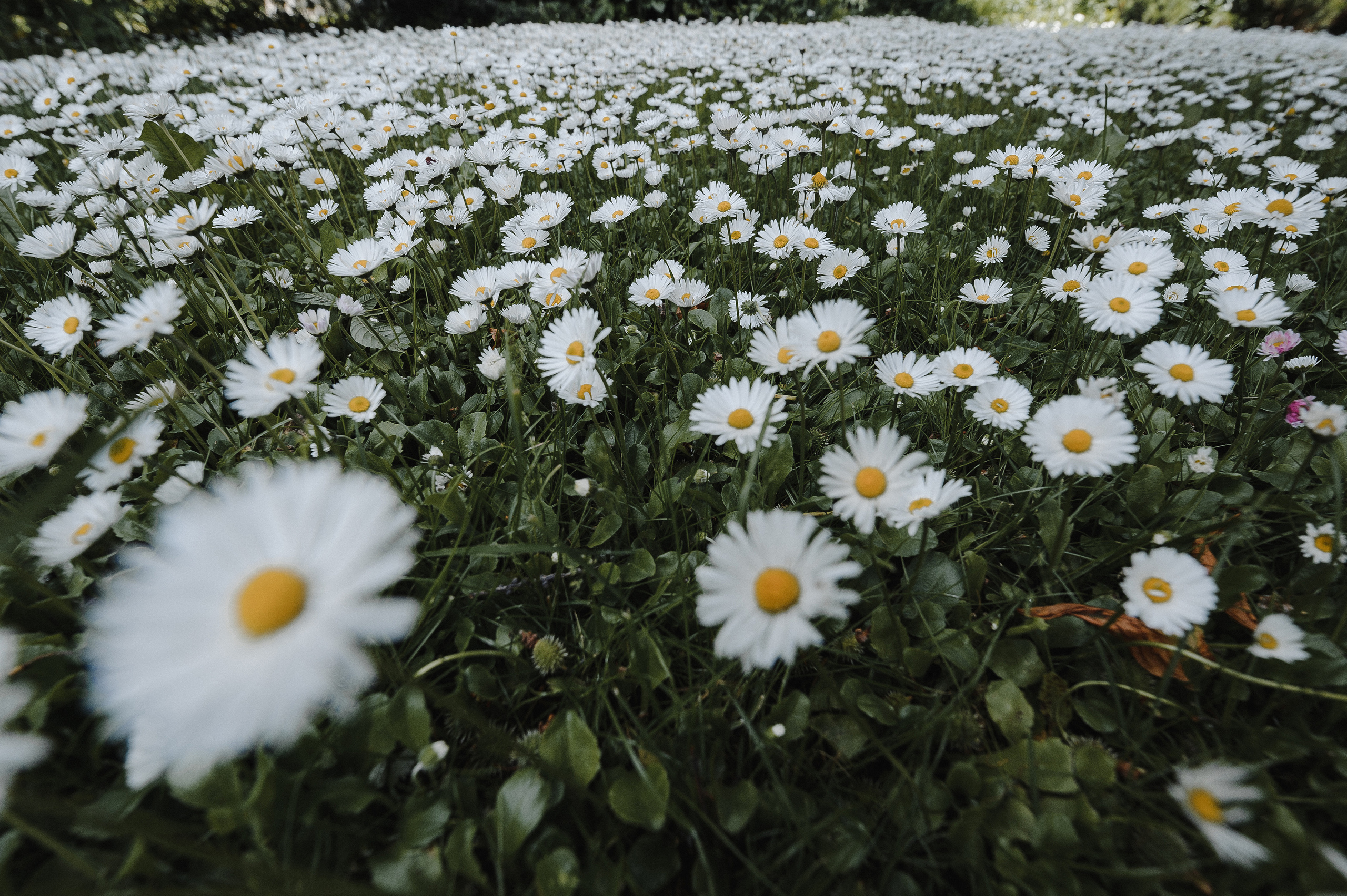 Дмитрий и Алёна. Свадебный фотограф в Москве Алексей Тук