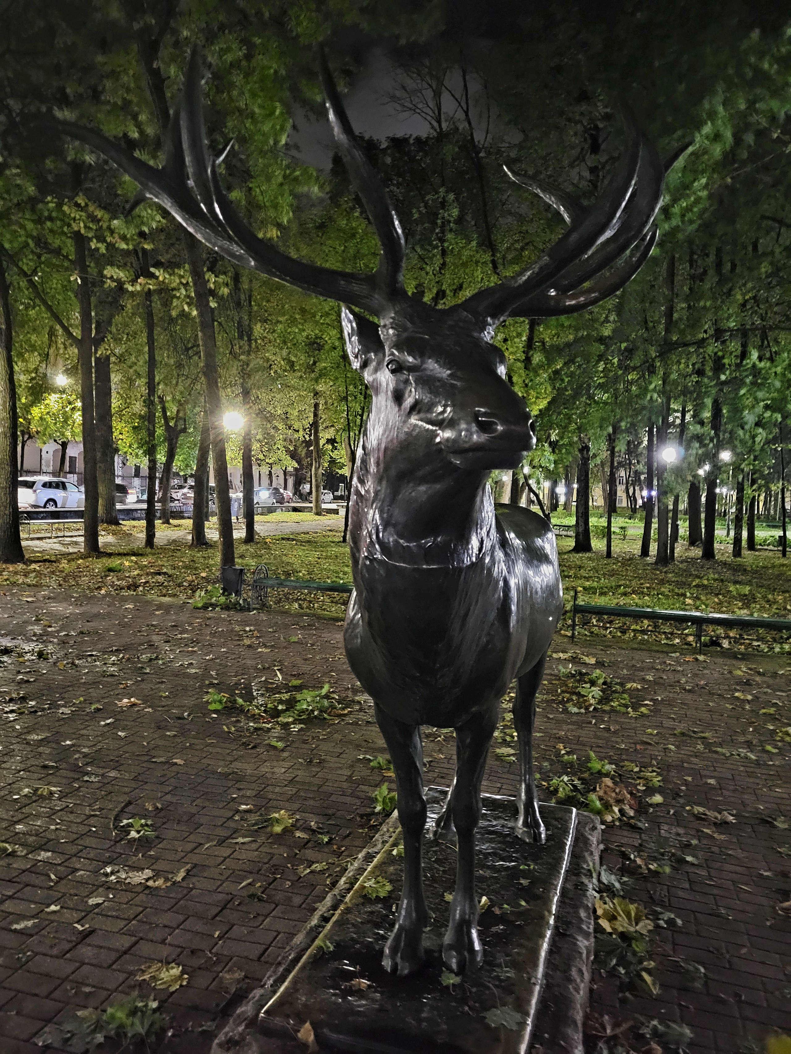 Трофейный олень в парке Блонье