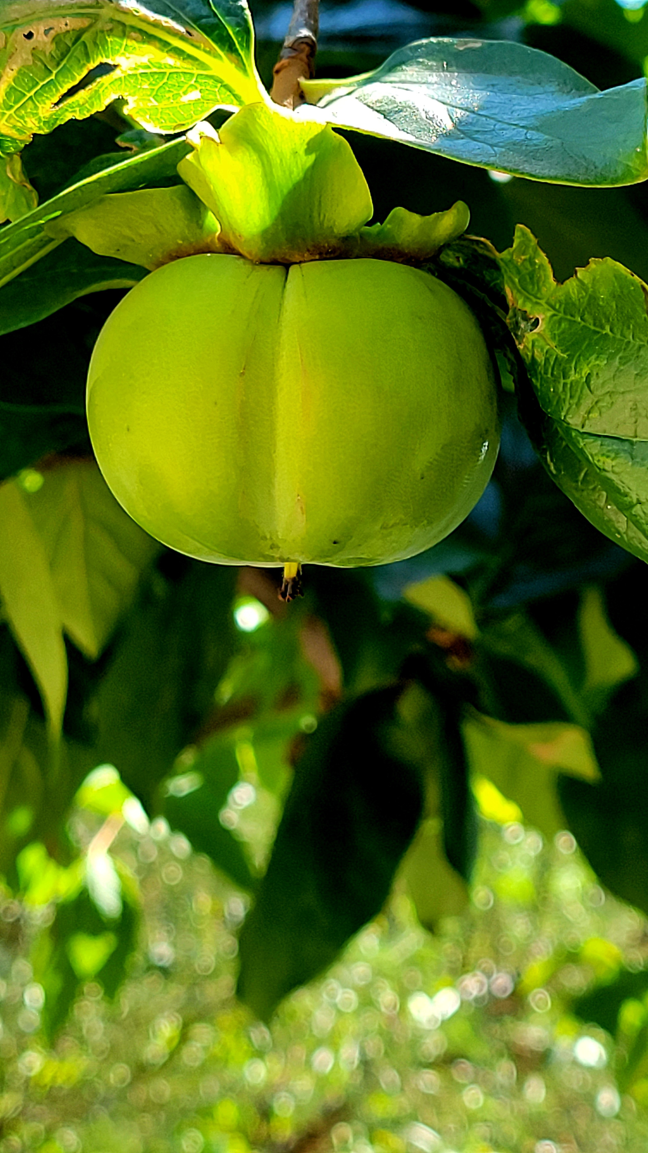 В парке растет хурма