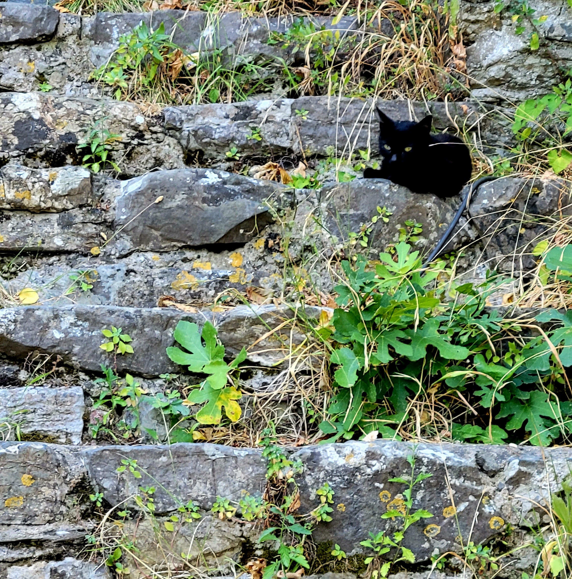 Местный житель крепости