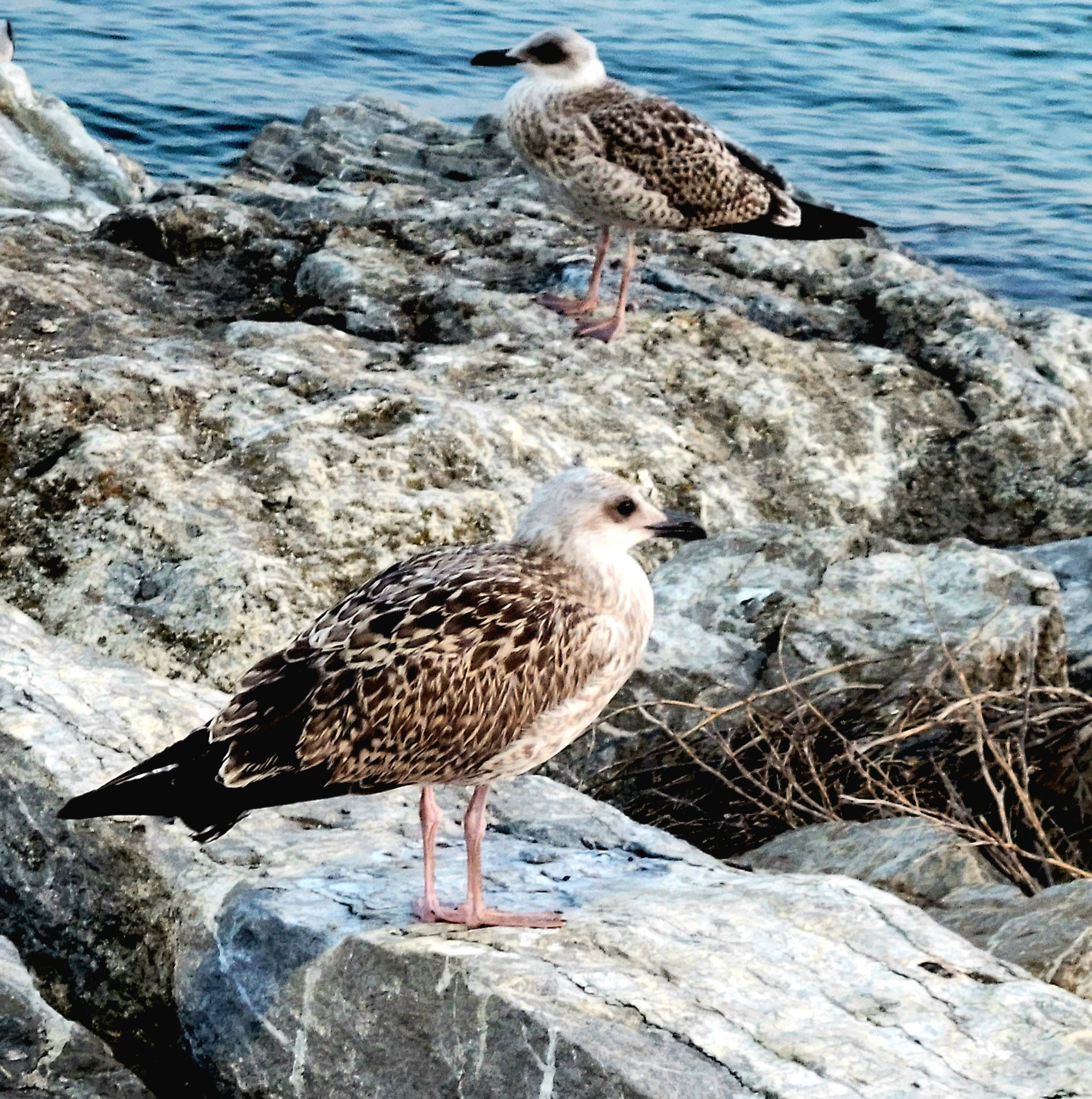 и чайками отдыхающими