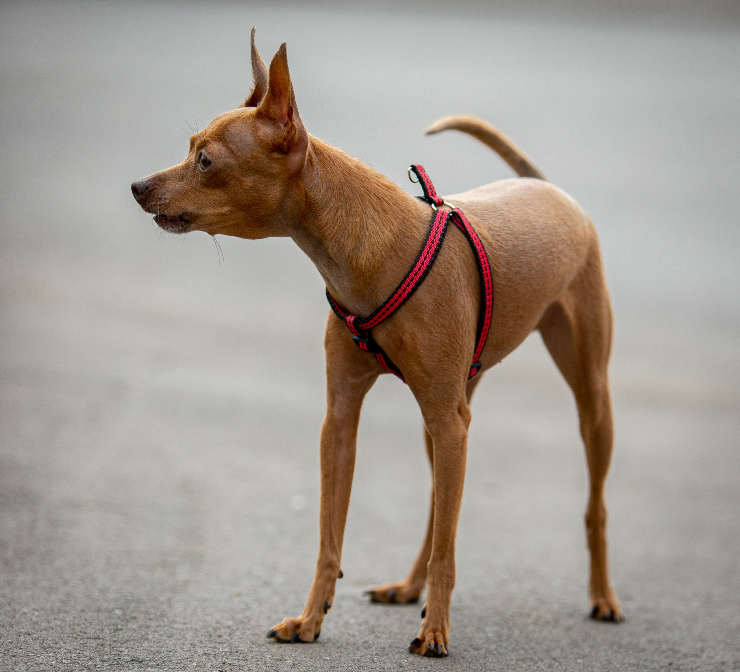 Животные. Артём Голдов — Портретный фотограф ✦ Кошелев Парк ✦ Самара