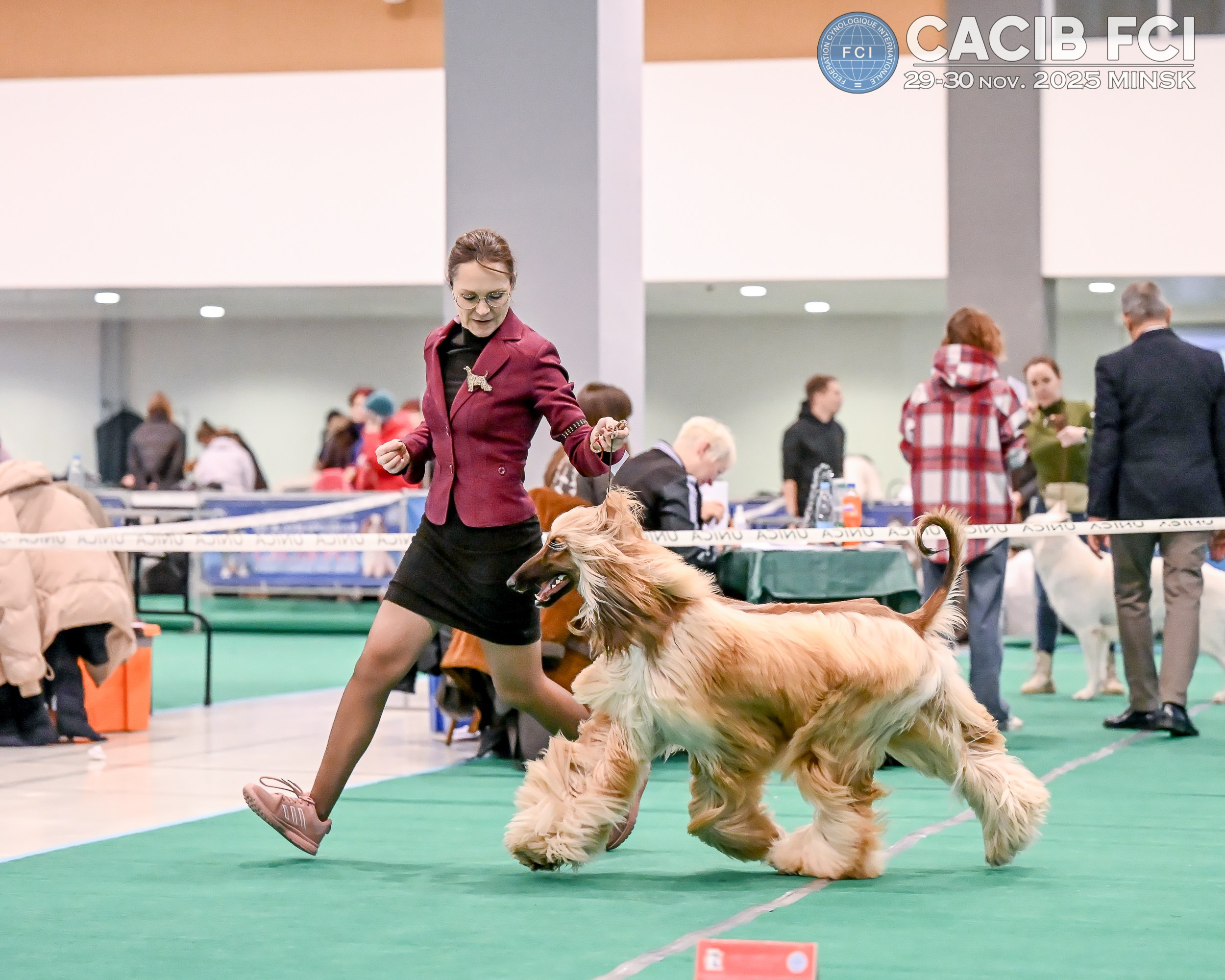 Международная выставка собак СACIB FCI 29-30.11.2025. Галерея фотографий афганской борзой