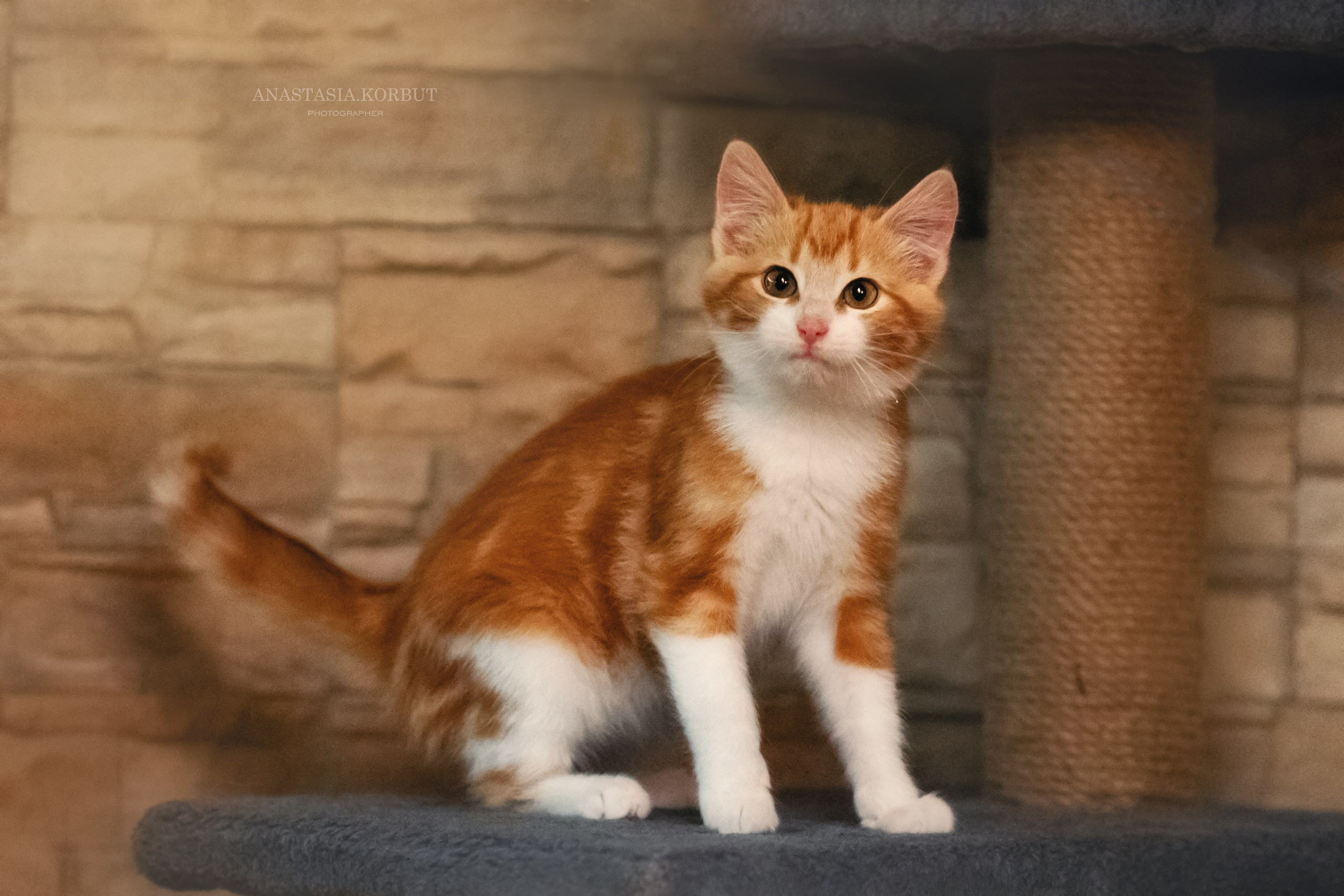 Котята в добрые руки. Арт фотограф в Минске Анастасия Корбут