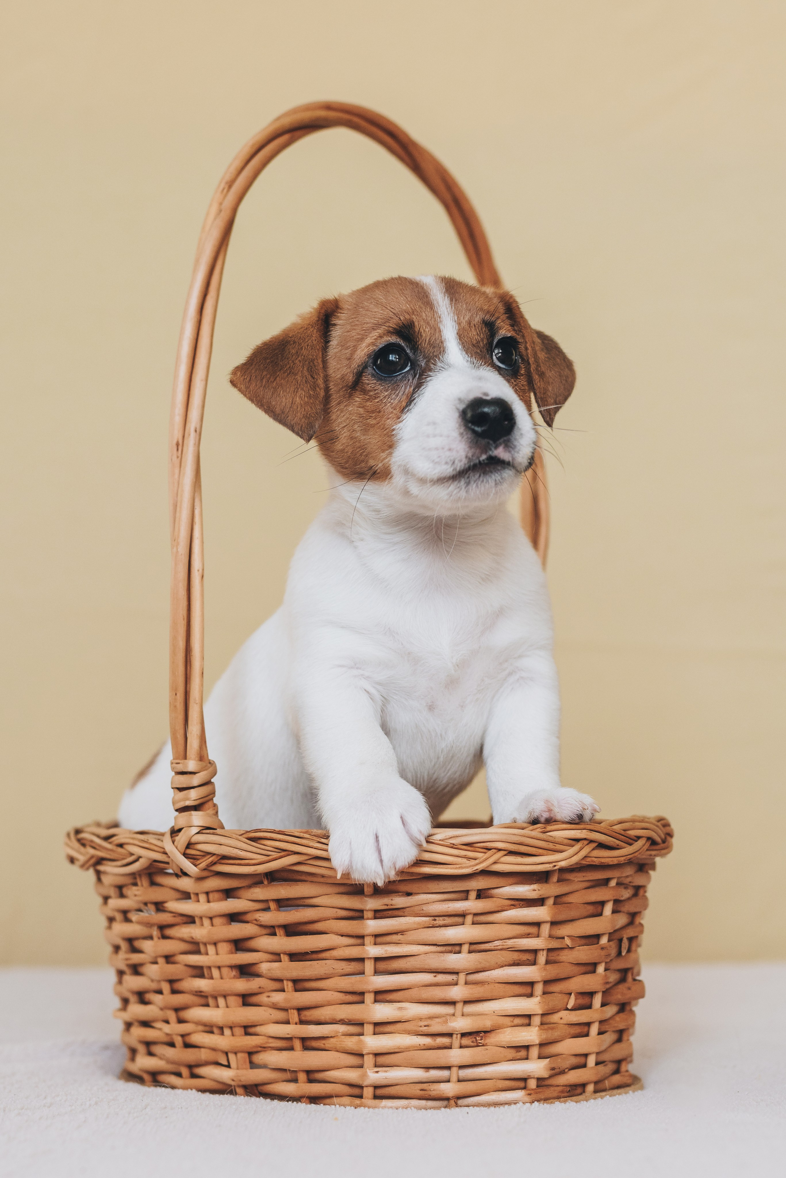 Jack Russell Terrier. Natalia Finch Photography — Family, Kids & Pet Photographer in Chicago, IL