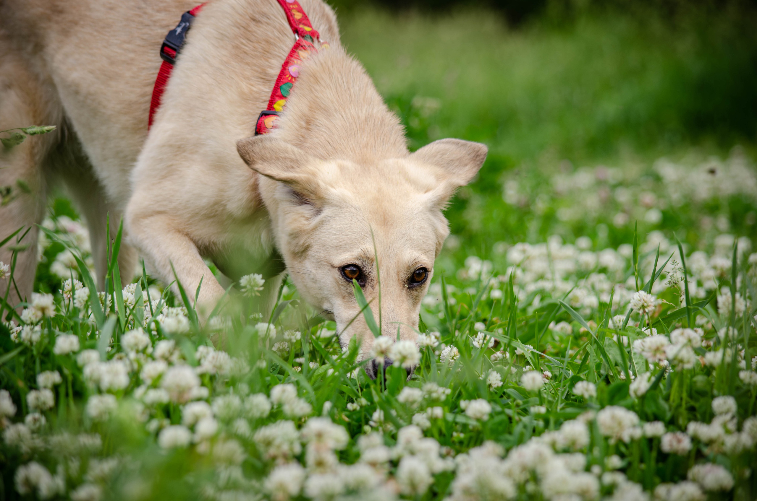 Мира и Барон. Фотограф Светлана Блинова, Москва и Московская область