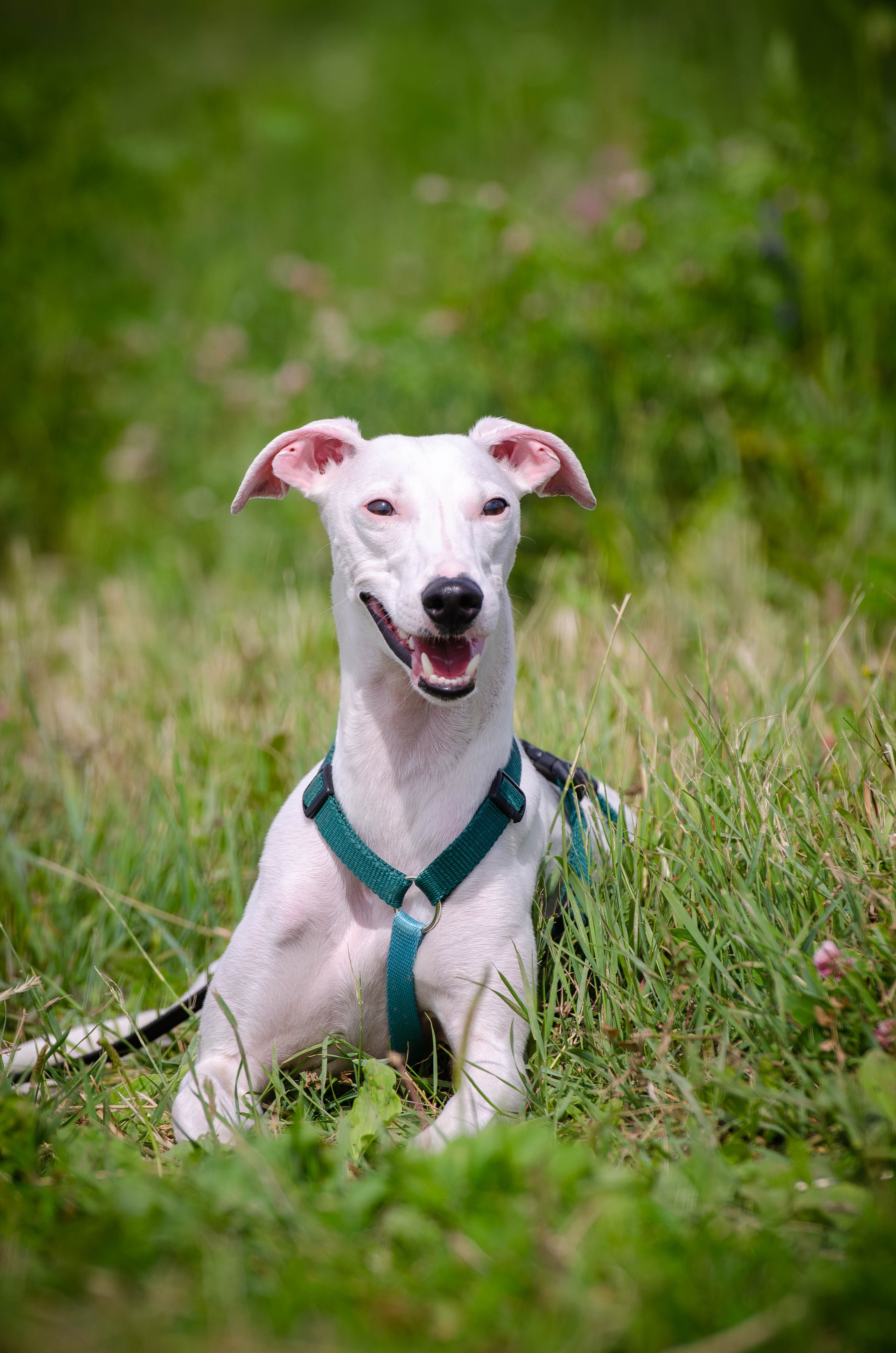 Прогулка (Лохин остров). Фотограф Светлана Блинова, Москва и Московская область