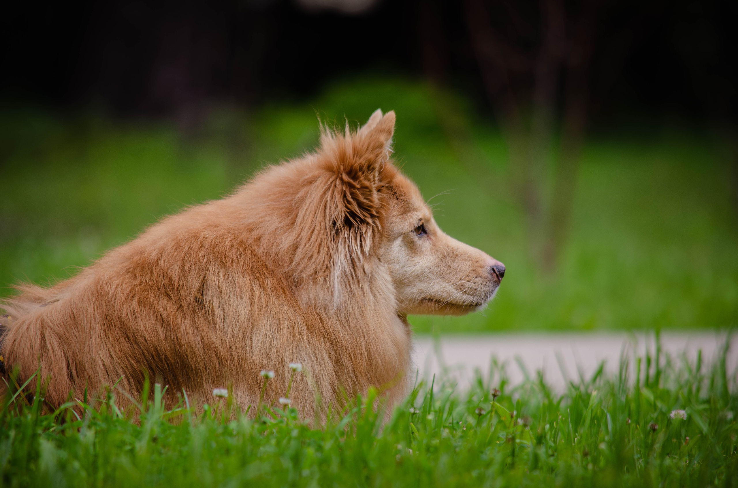 Мира и Чиж. Фотограф Светлана Блинова, Москва и Московская область