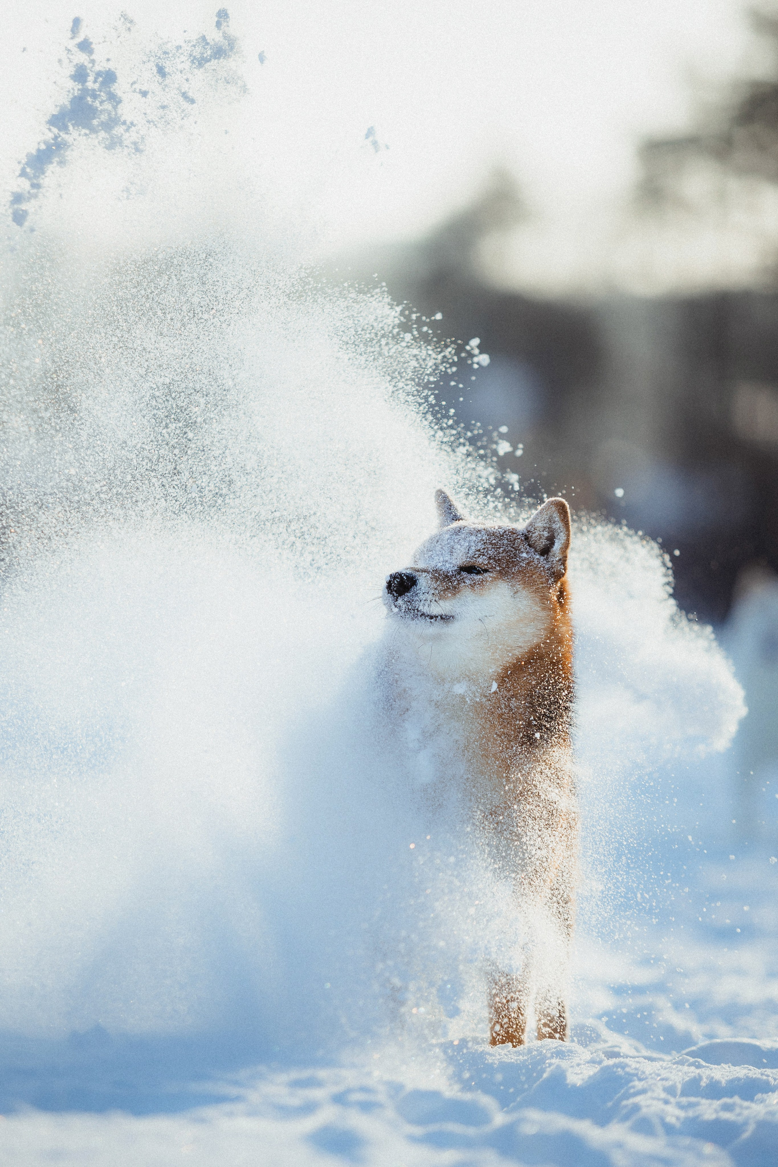 Шед, Цири и Ира