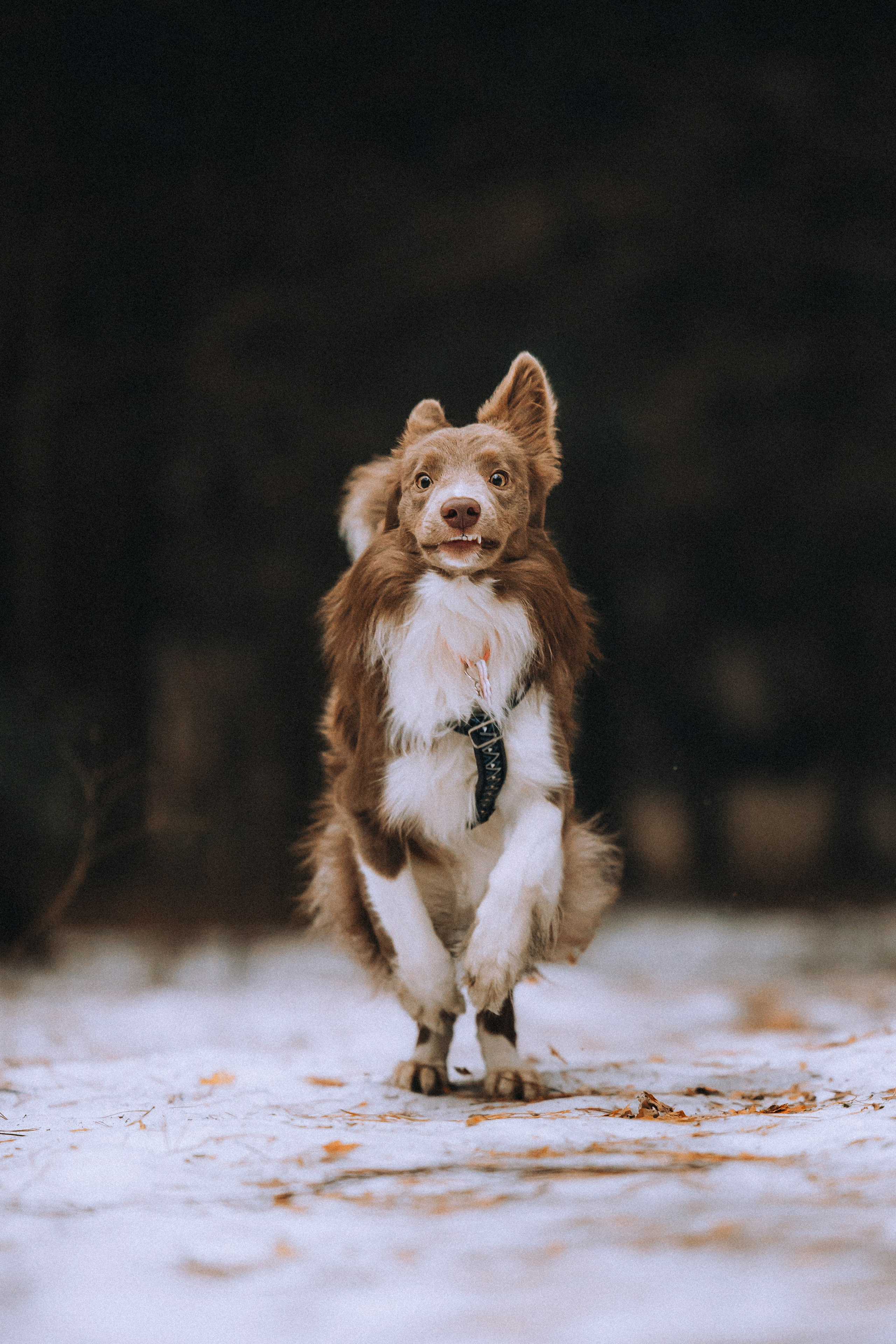Полина, Милли и Паддингтон