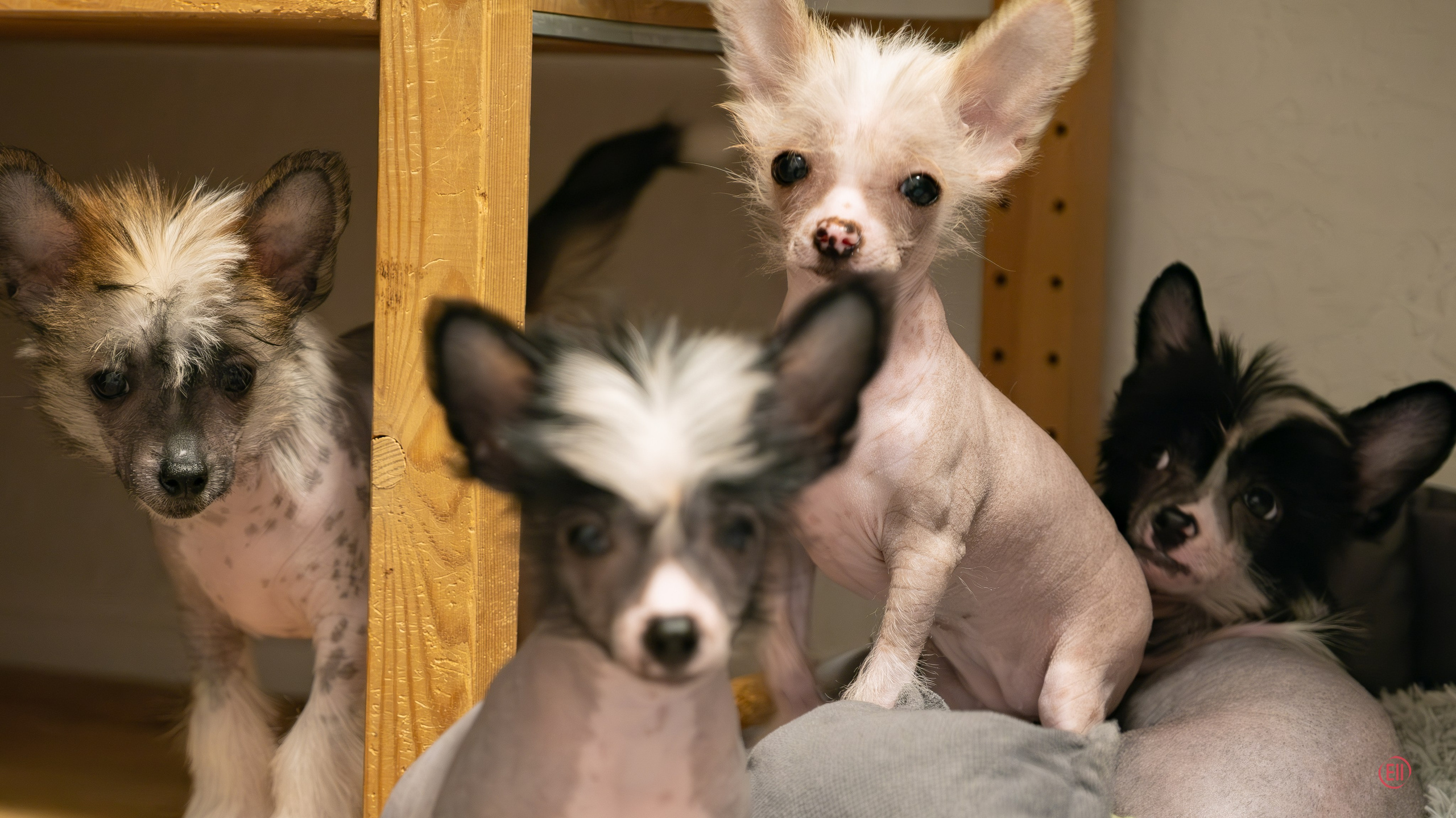 Happy New Year 2026!. Poale Ell Chinese Crested Dog Kennel: Buy a puppy from the kennel