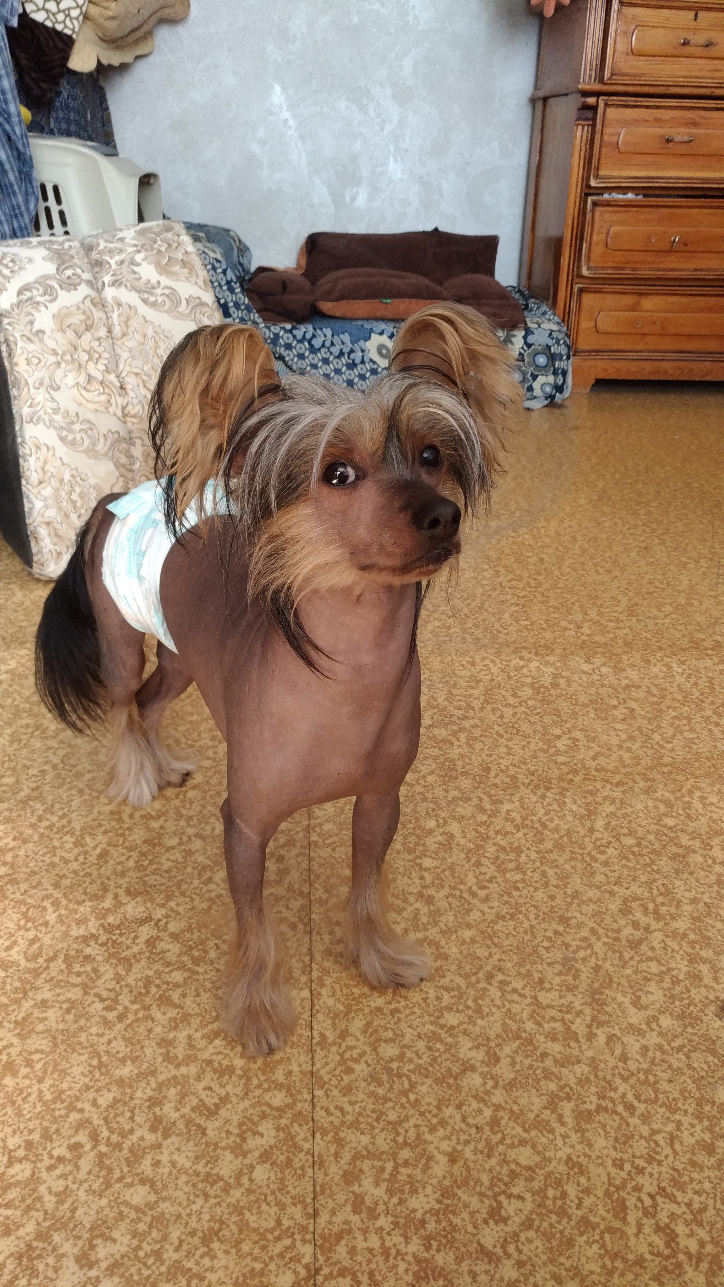 Адамусик милый малыш. Питомник китайских хохлатых собак Poale Ell: купить щенка в питомнике