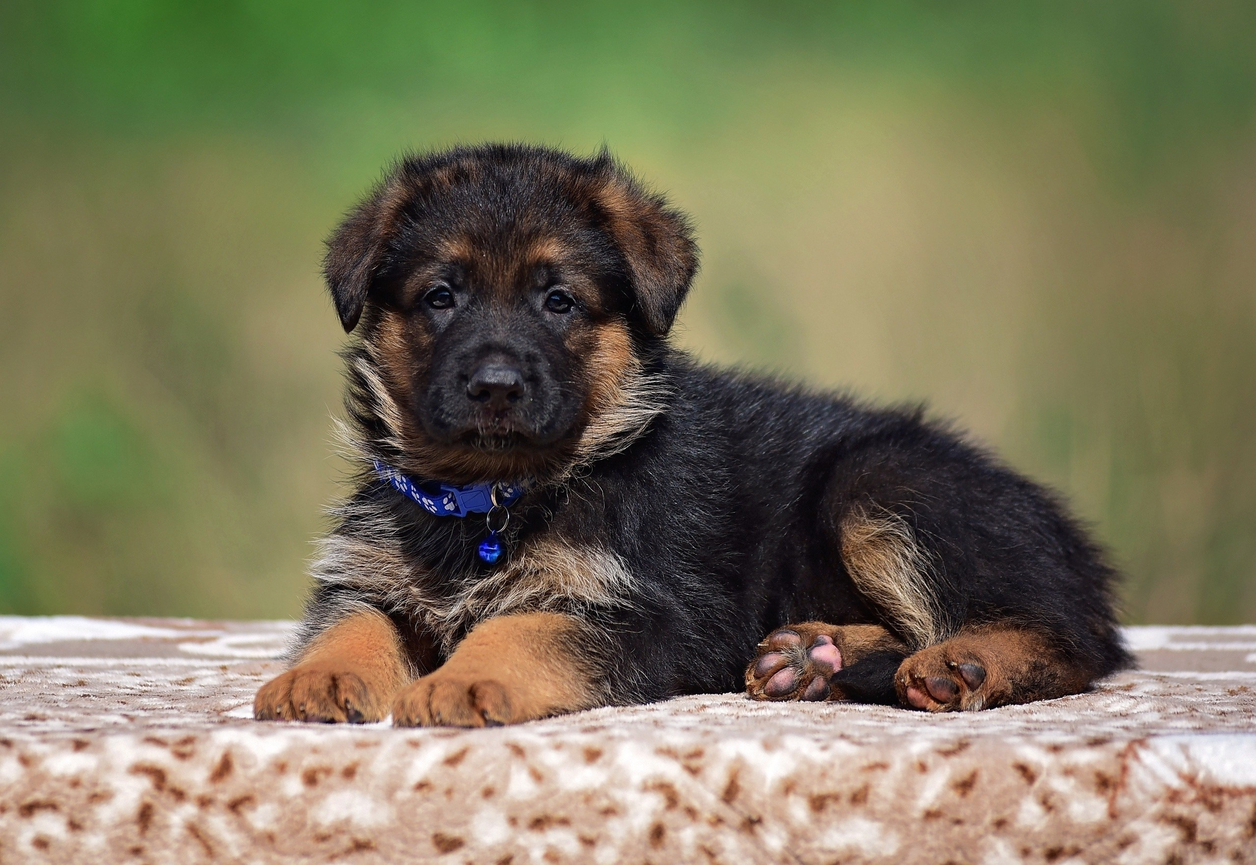 Animal. Главная