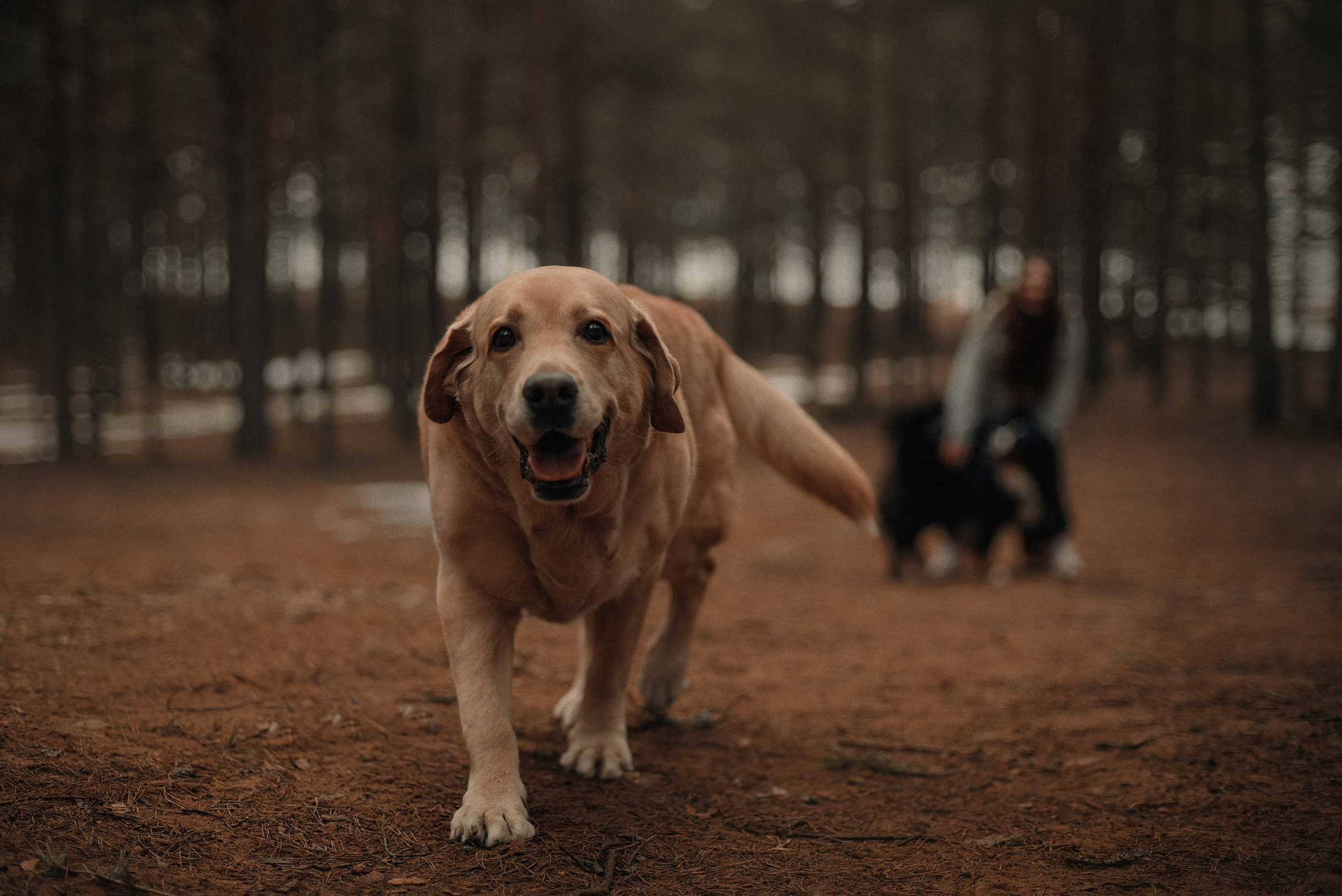 Прогулка: берн Пума, Фрэнк и Юля в Питере. Портфолио
