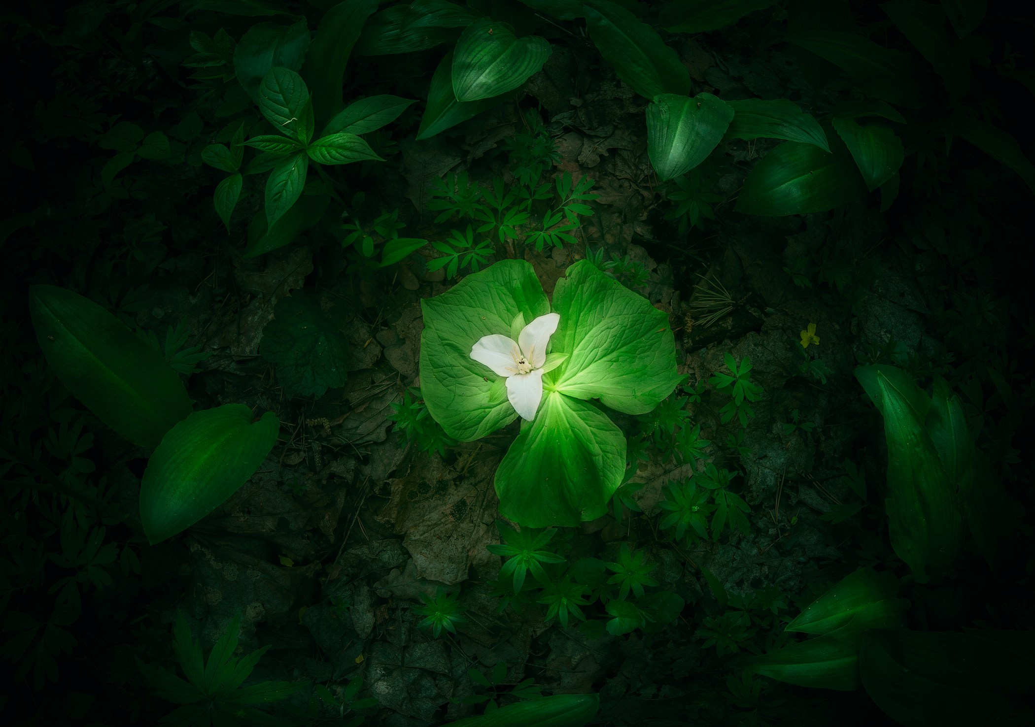 Volkovart.ru macro photography flowers. Volkovart.online nature photography