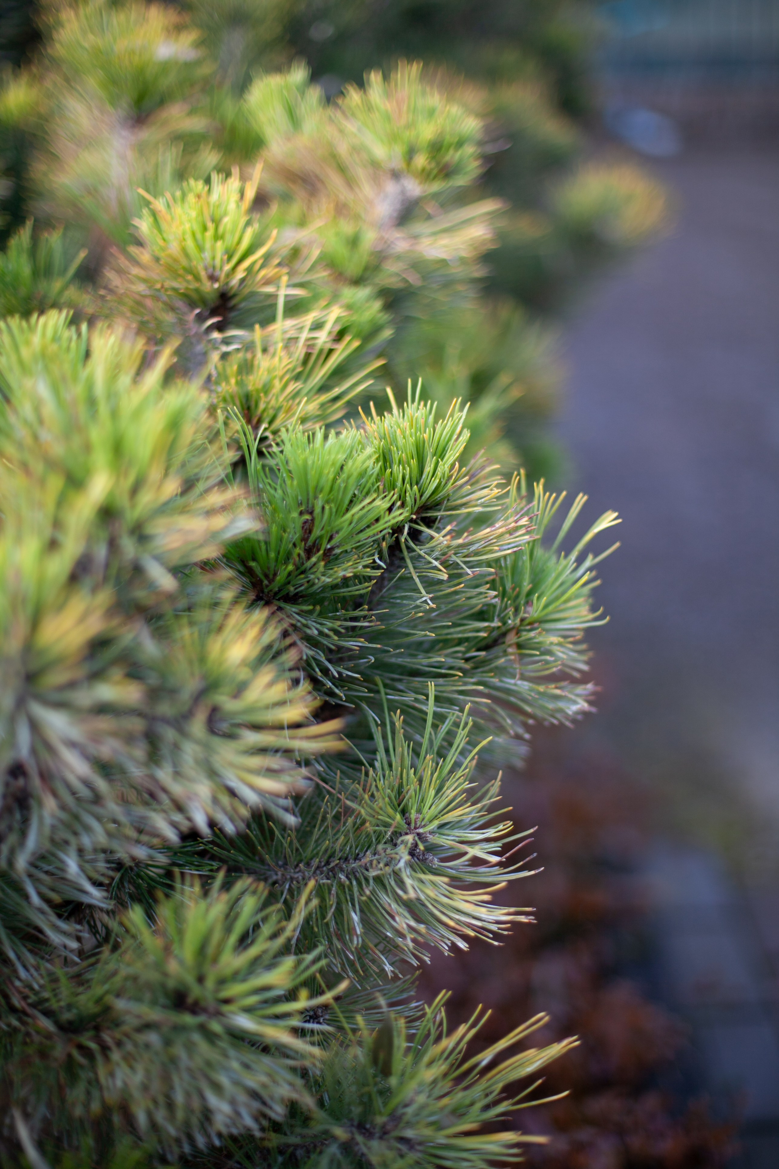 Сады Мечты. Контент для сайта. Фотограф Дарья Локотко в Красноярске