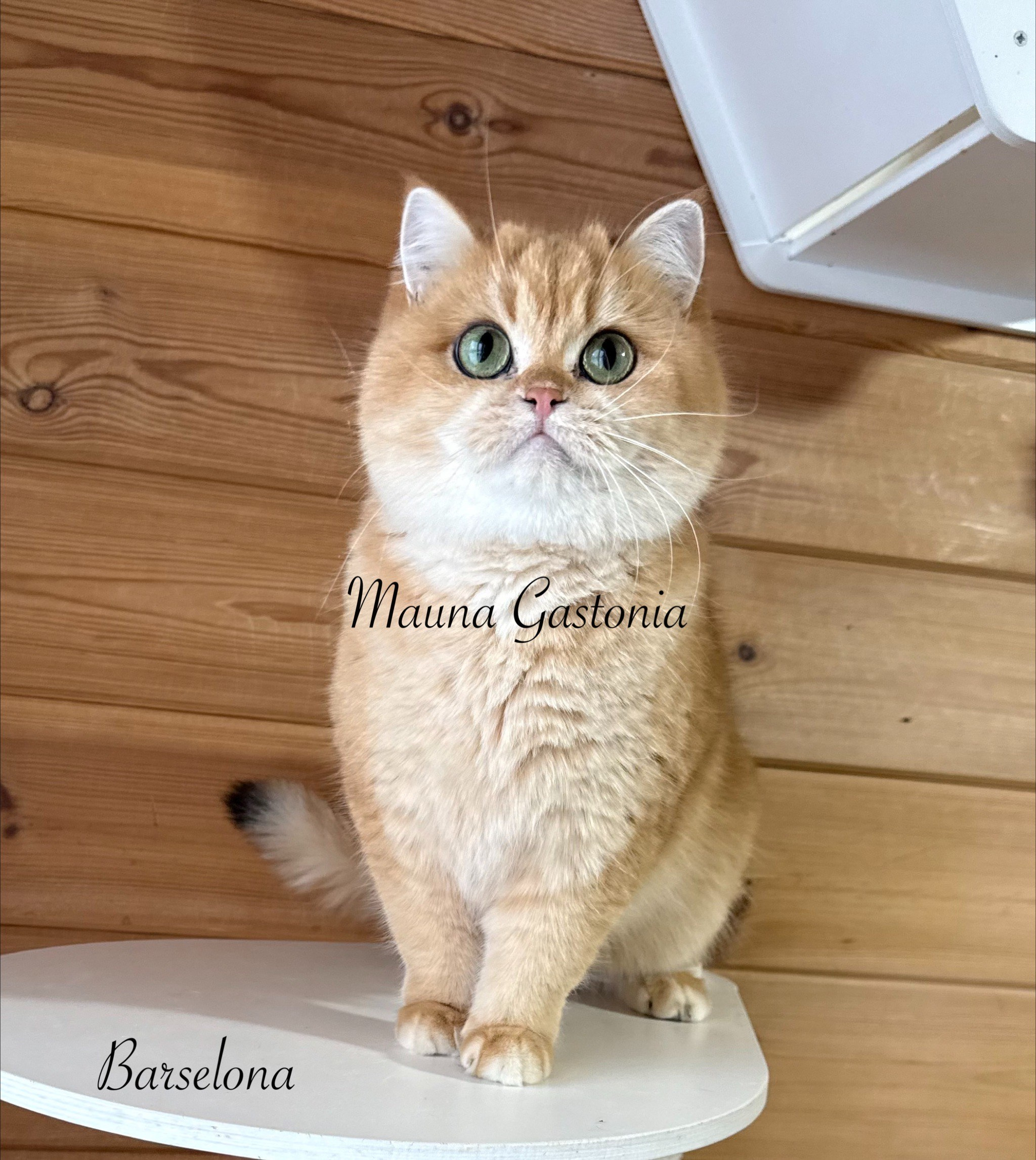 Barselona. Mauna Gastonia