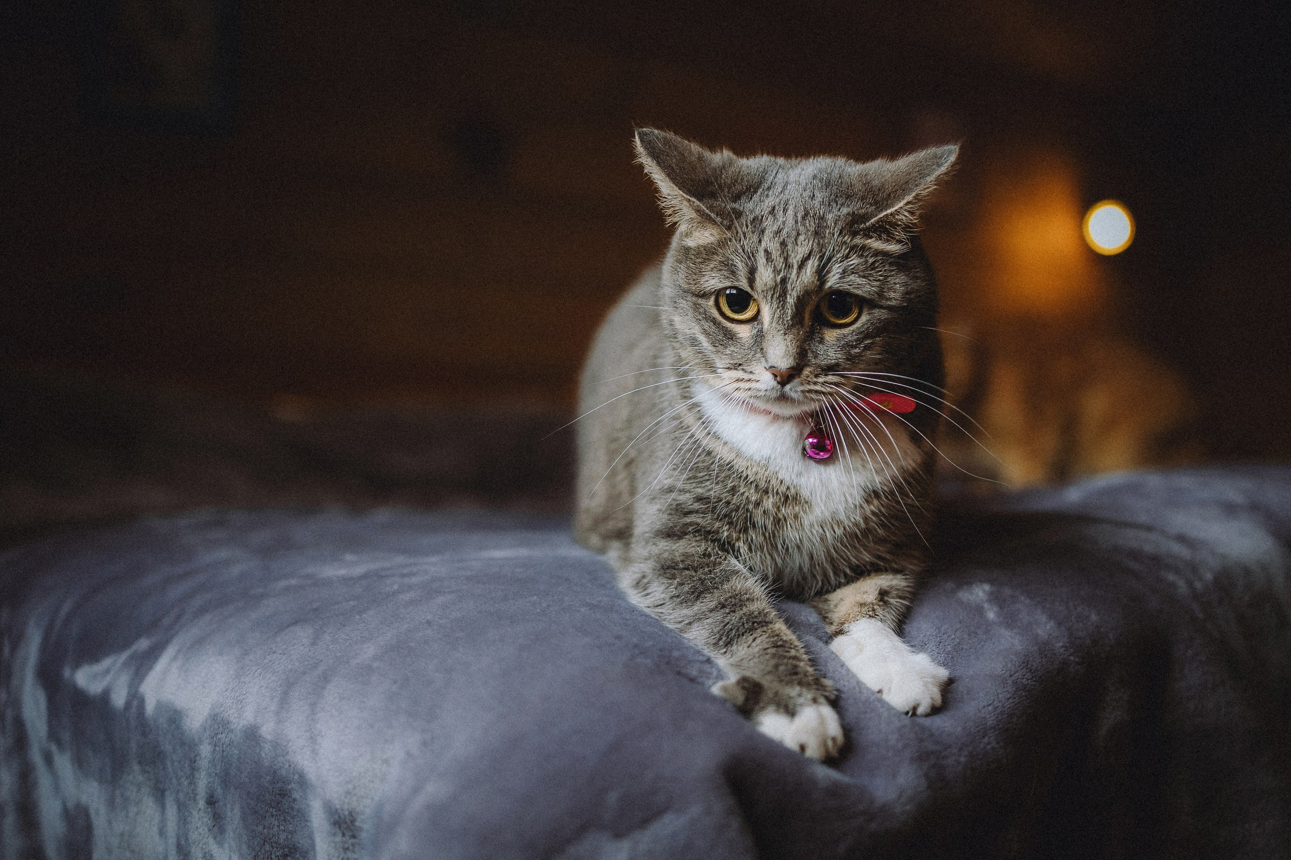 Леброн, Муся и их семья