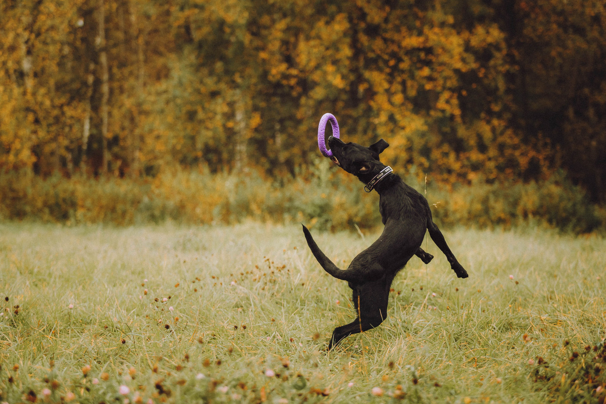 Аня, Нео и Луна