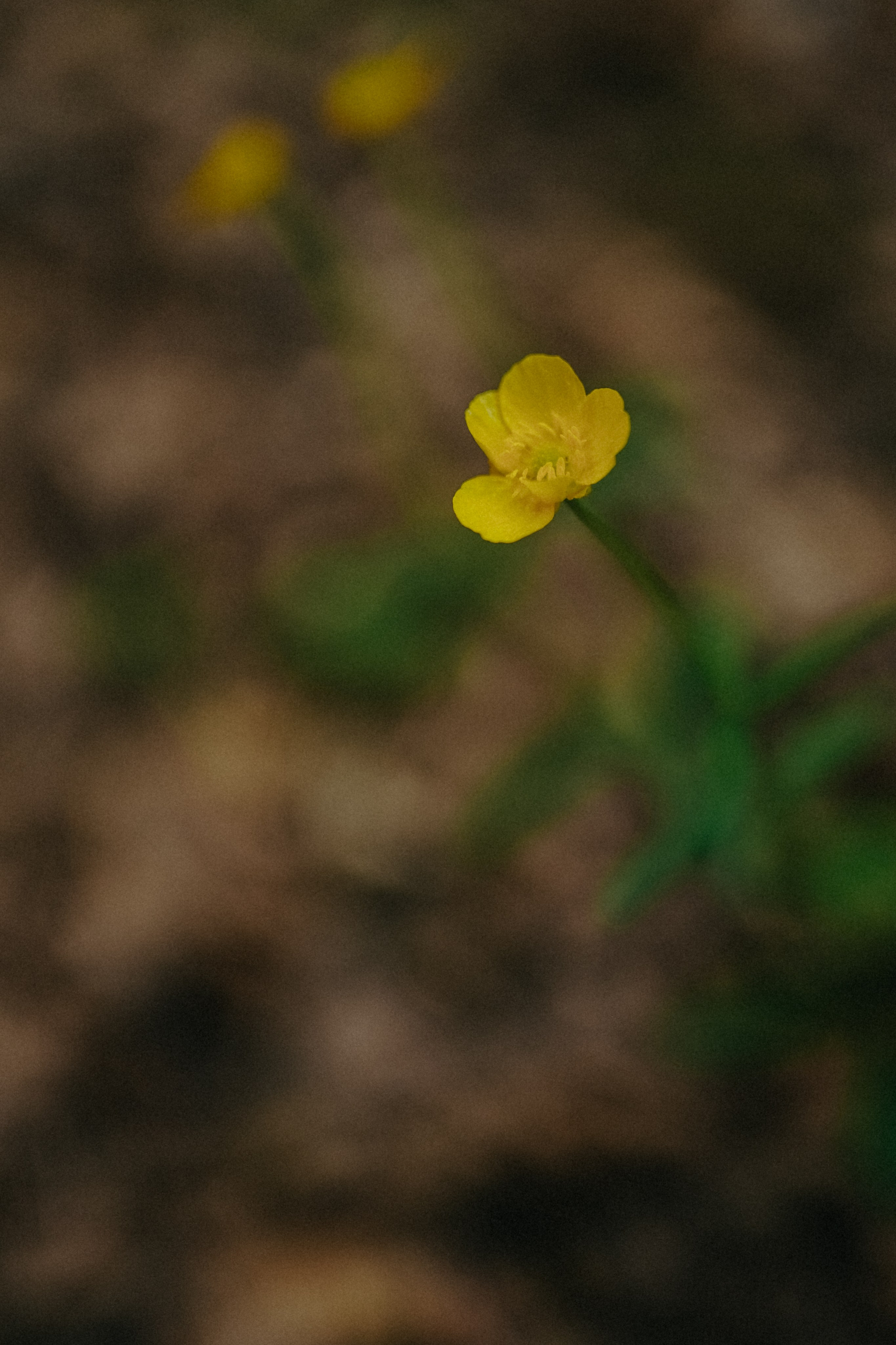 Евгений и Евгения. В единении с природой. Фотограф Наталья Колганова