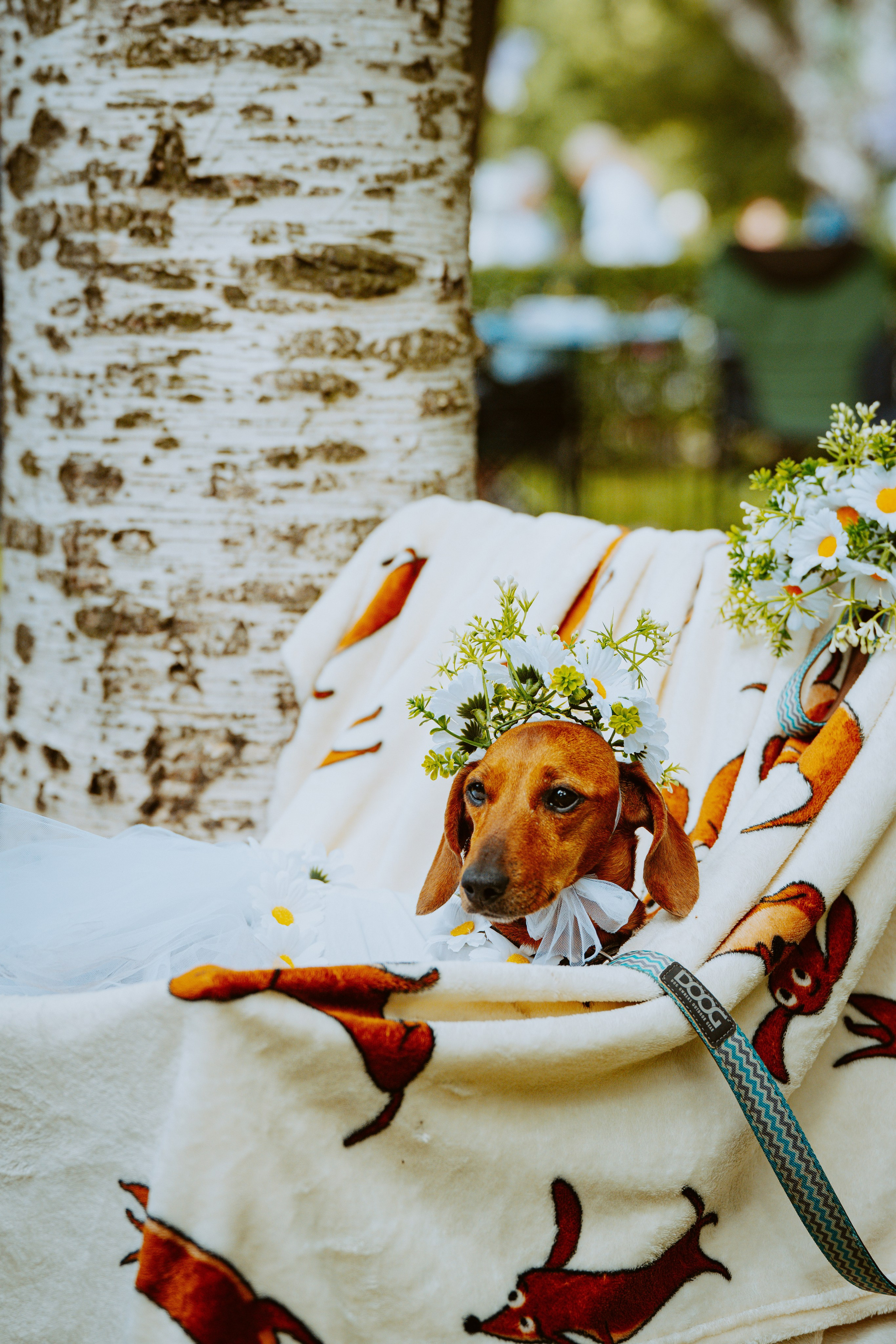 Такспарад. Фотограф анималист в Спб недорого Олеся Майорова