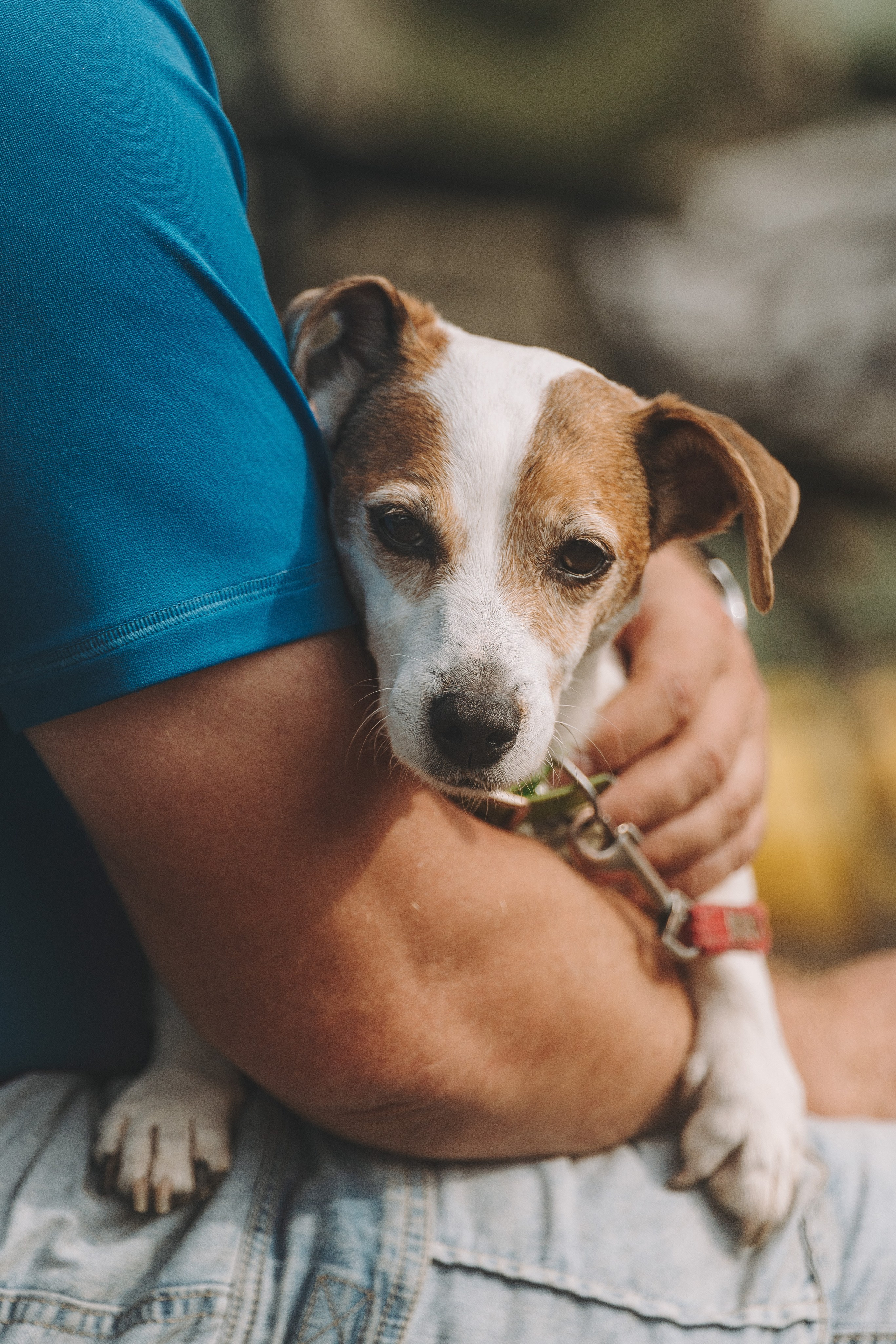 Соревнования по ноузворку в Новожилово. Фотограф анималист в Спб недорого Олеся Майорова