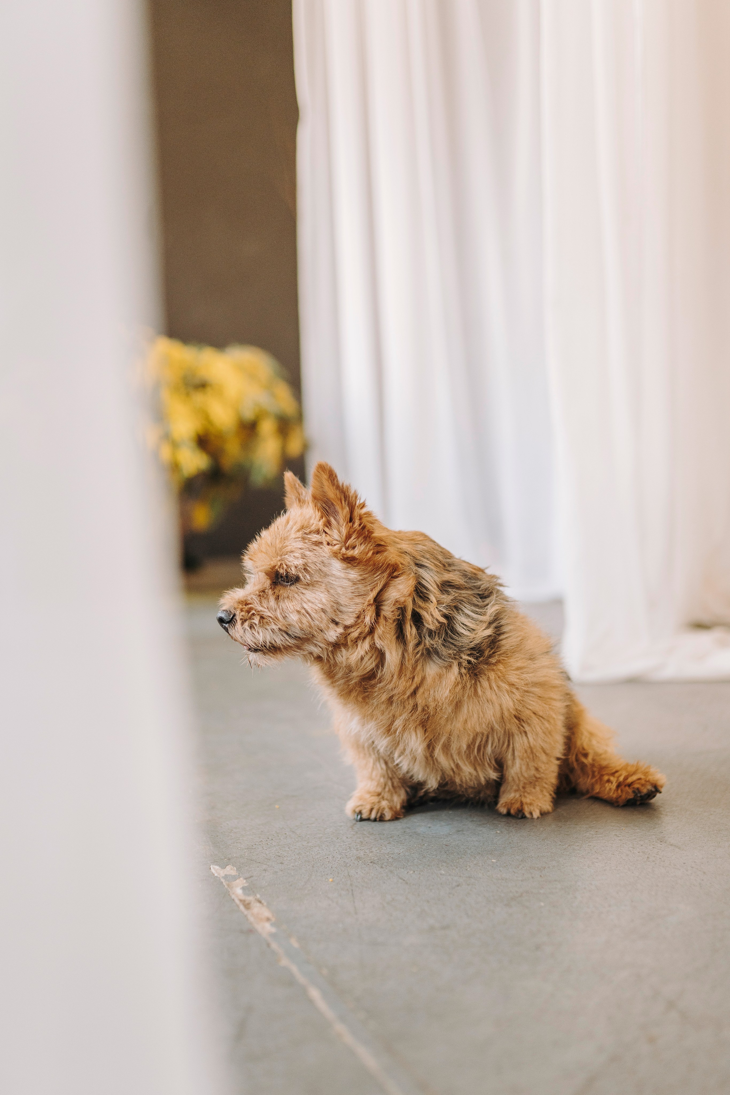 Маша и Рамси. Фотограф анималист в Спб недорого Олеся Майорова
