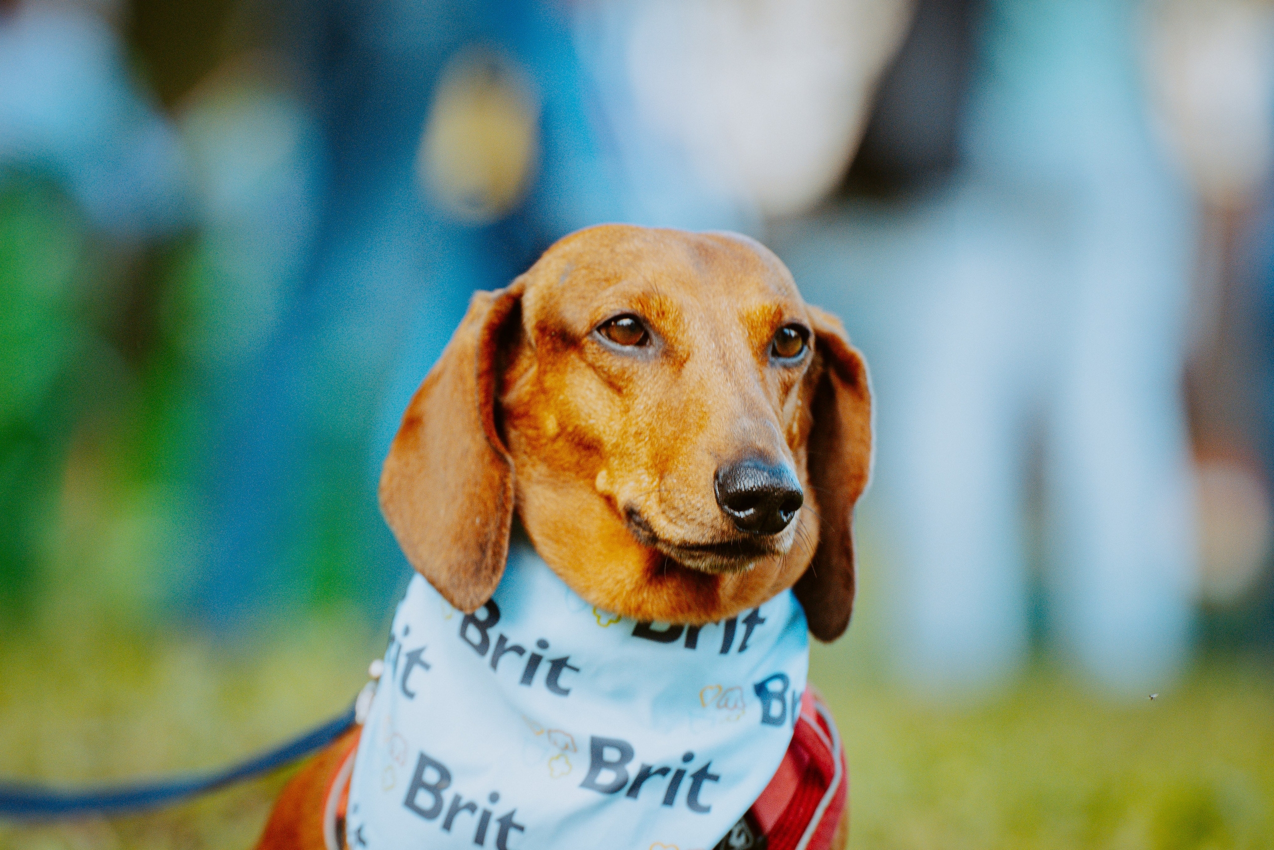 Такспарад. Фотограф анималист в Спб недорого Олеся Майорова