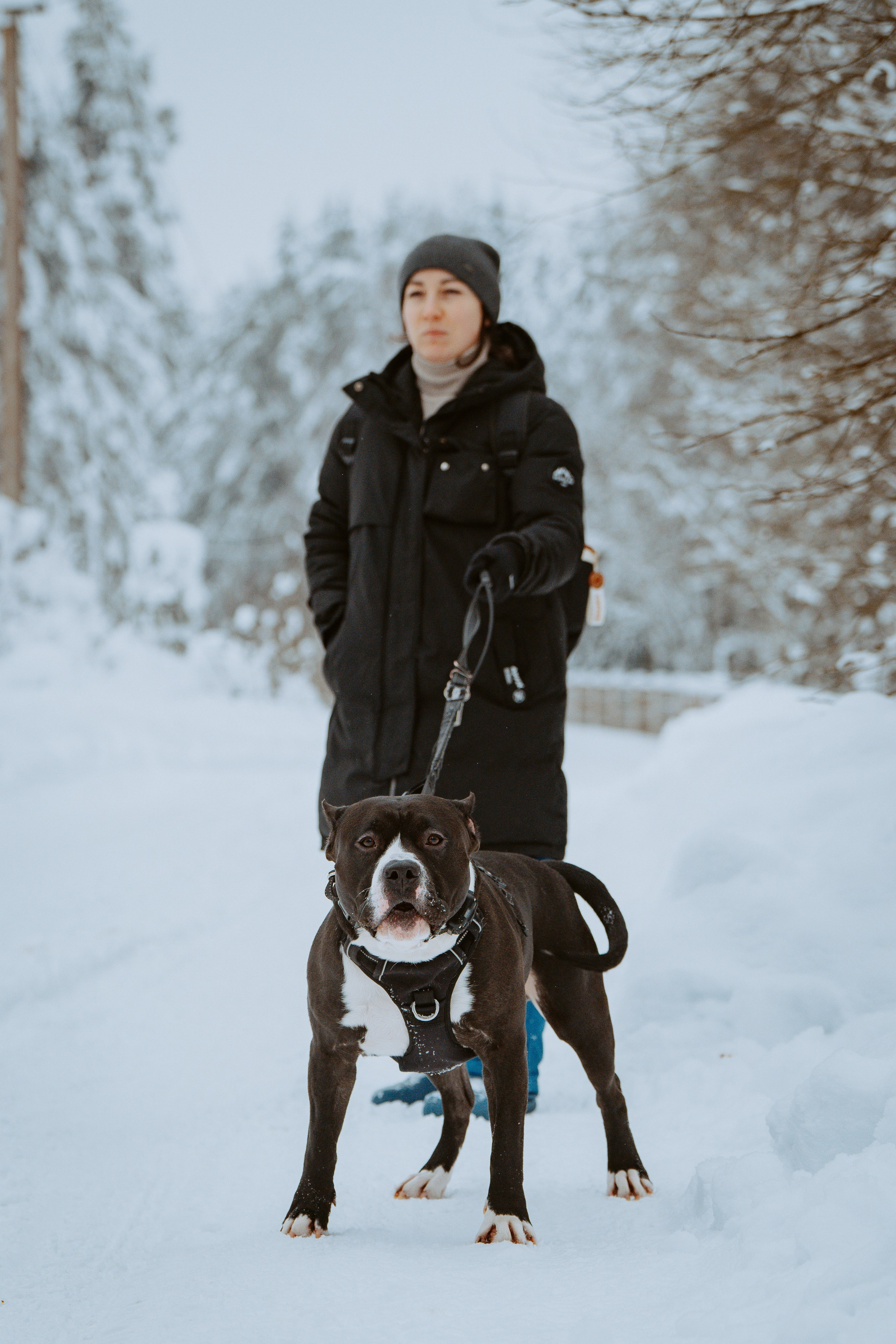 Дог трекинг. Фотограф анималист в Спб недорого Олеся Майорова