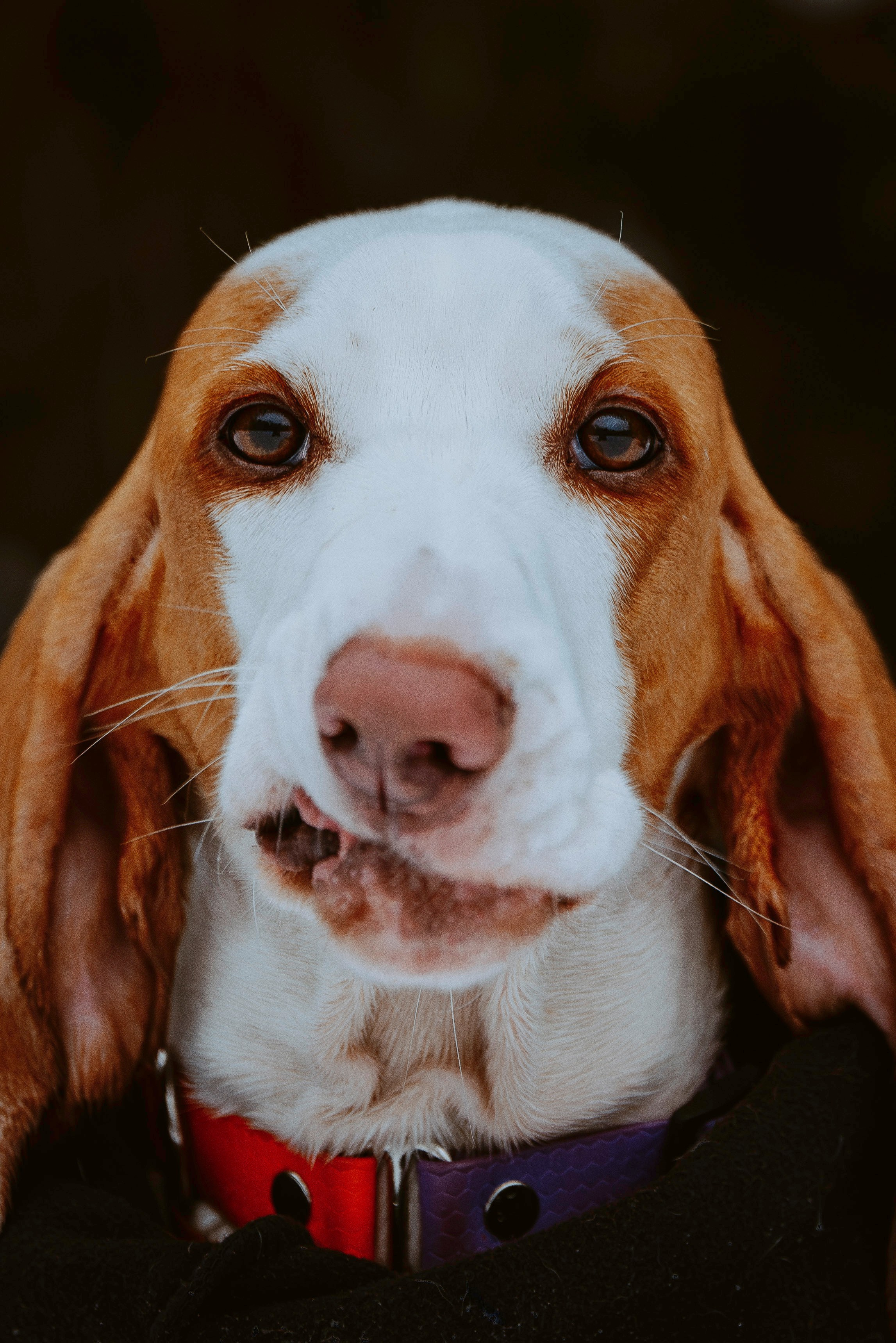 Ольга, Рора и Румпель. Фотограф анималист в Спб недорого Олеся Майорова