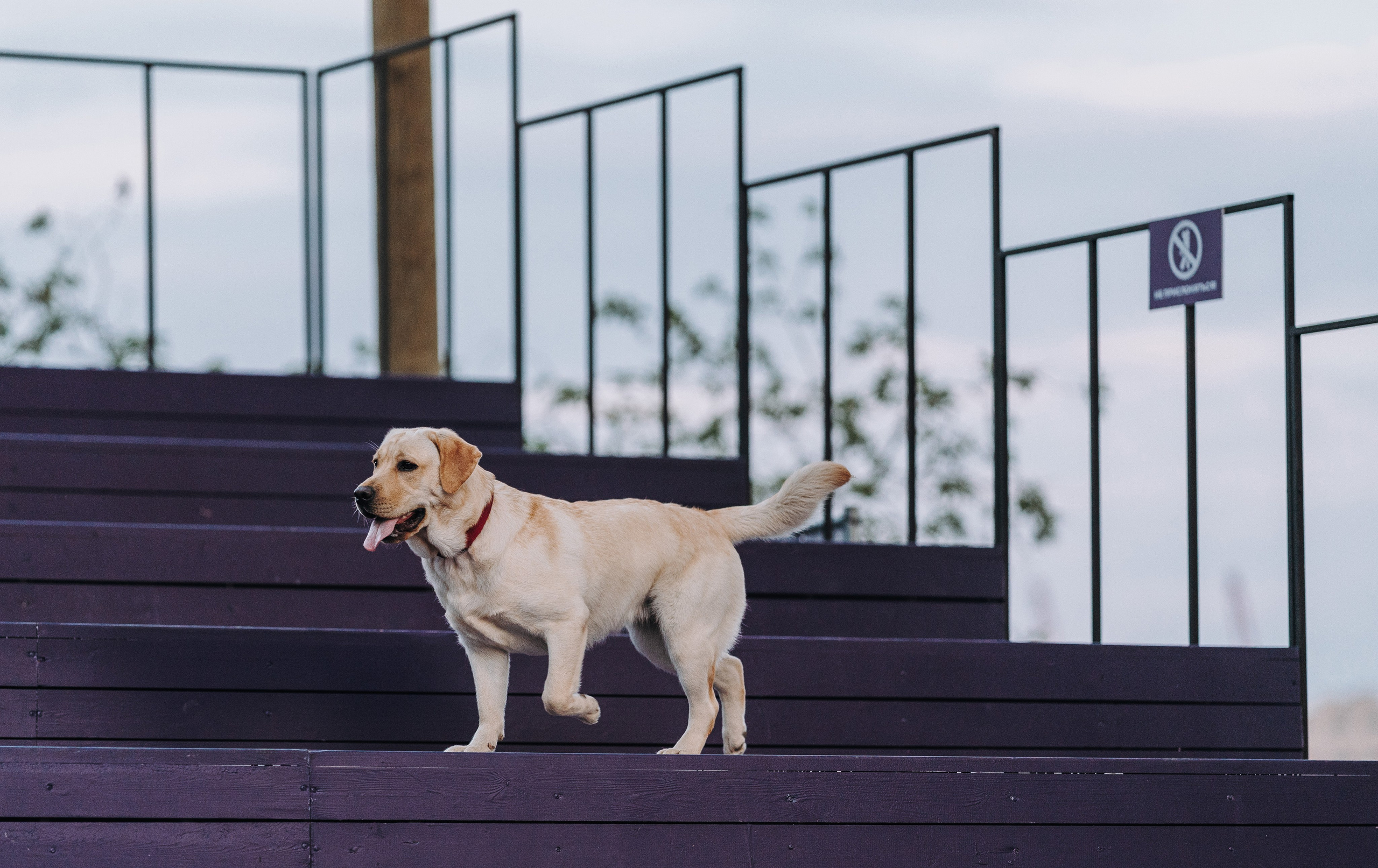 Фотосъёмка с вашими питомцами. Фотограф анималист в Спб недорого Олеся Майорова