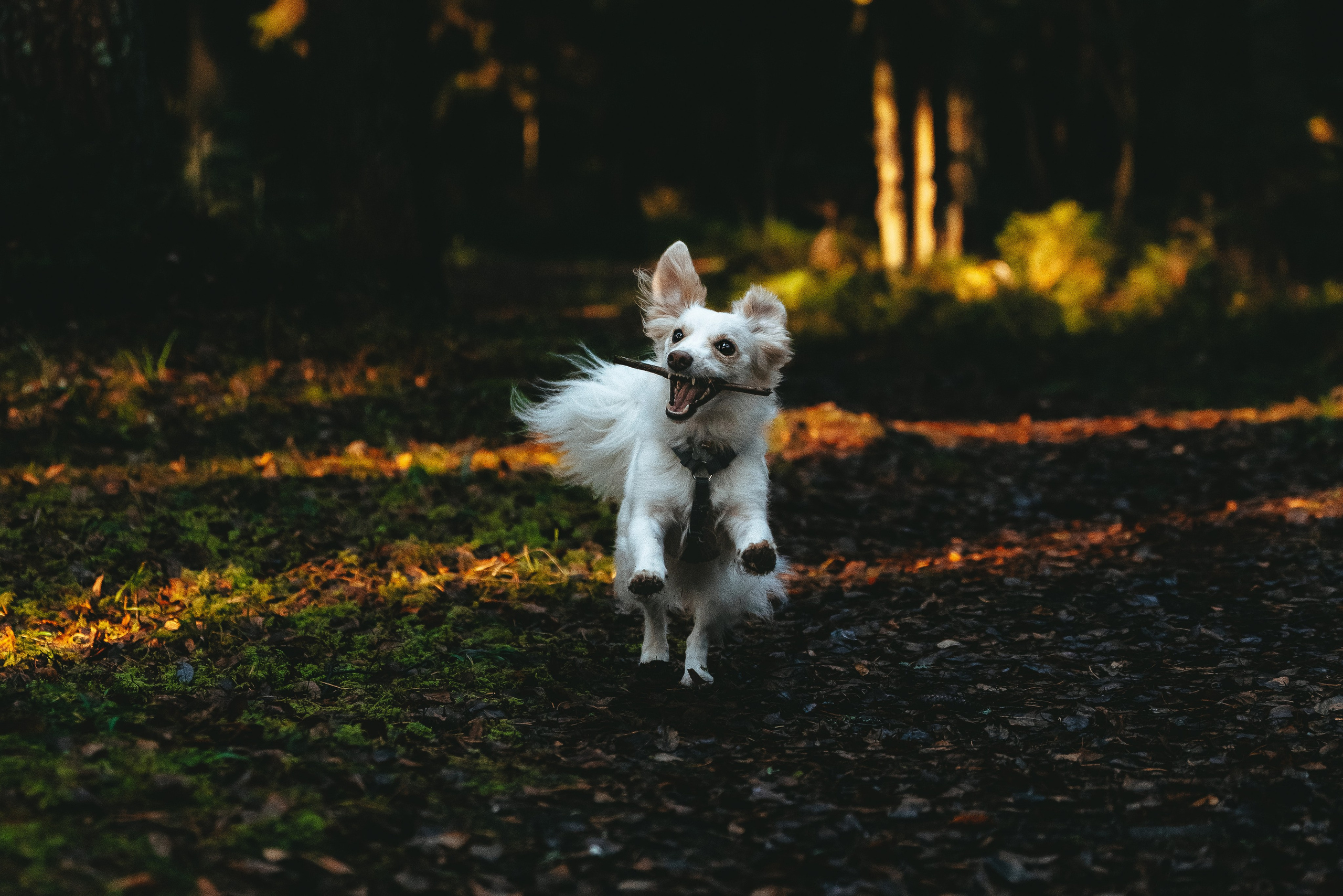 Бруно, Алена и Антон. Фотограф анималист в Спб недорого Олеся Майорова